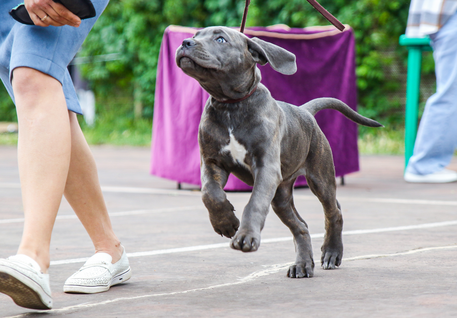 Reply to the post Just showing off my handsome guy - Dog, Nature, A wave of posts, Cane Corso, Chihuahua, Reply to post, Longpost