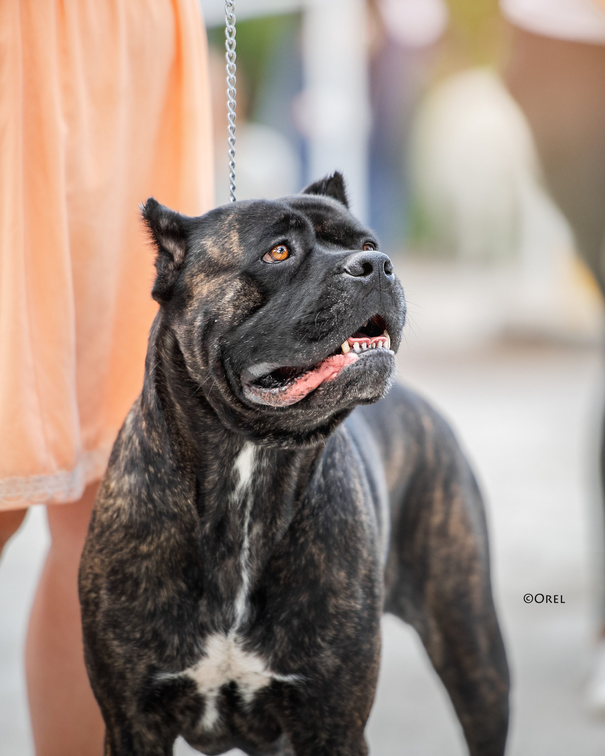 Reply to the post Just showing off my handsome guy - Dog, Nature, A wave of posts, Cane Corso, Chihuahua, Reply to post, Longpost