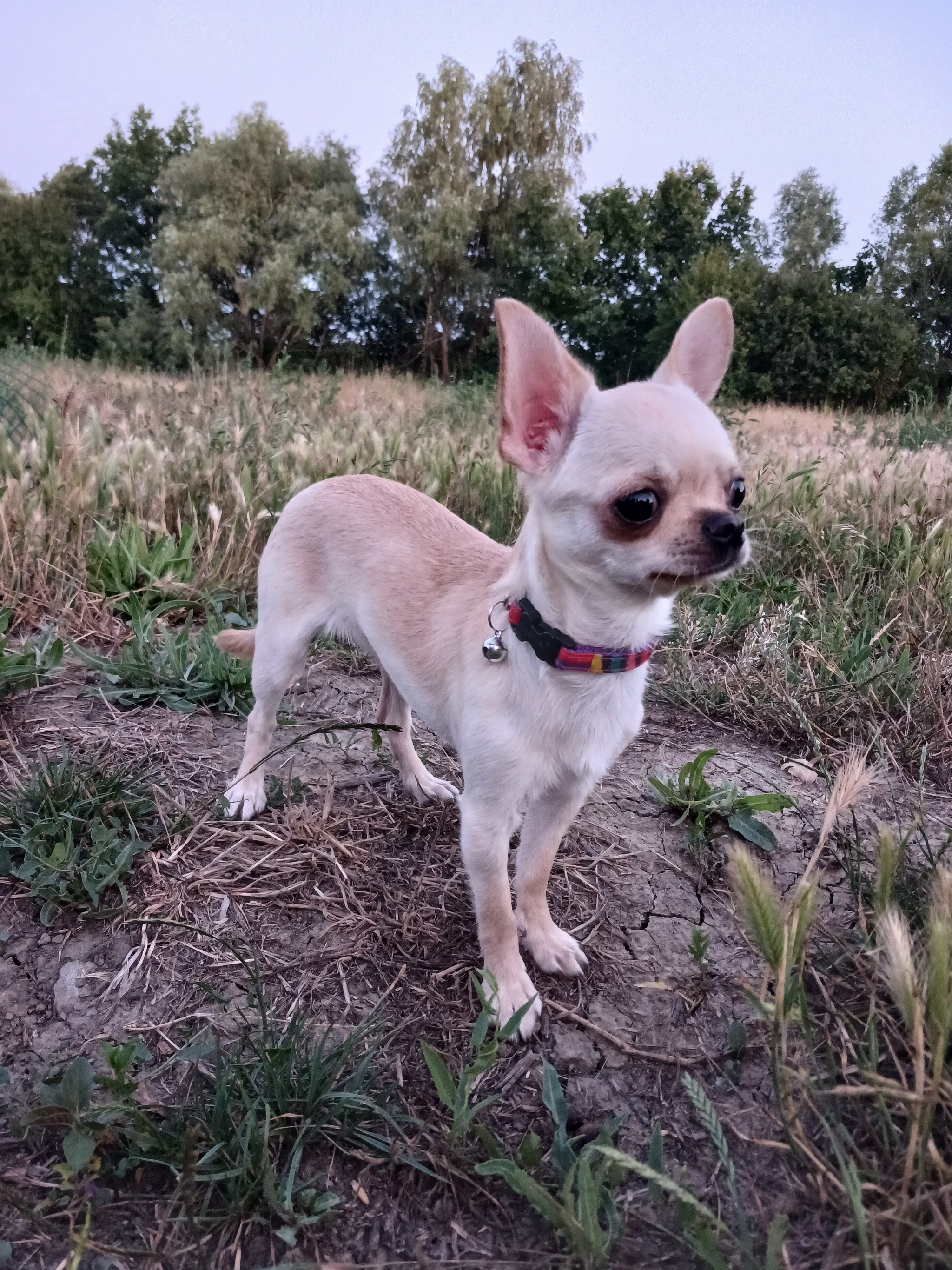 Reply to the post Just showing off my handsome guy - Dog, Nature, A wave of posts, Cane Corso, Chihuahua, Reply to post, Longpost