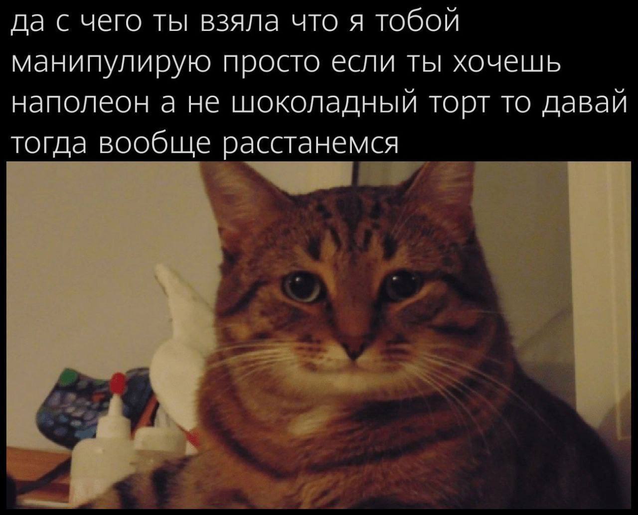 Арбузер - Юмор, Газлайтинг, Арбуз, Картинка с текстом, Кот, Абьюз, Манипуляция