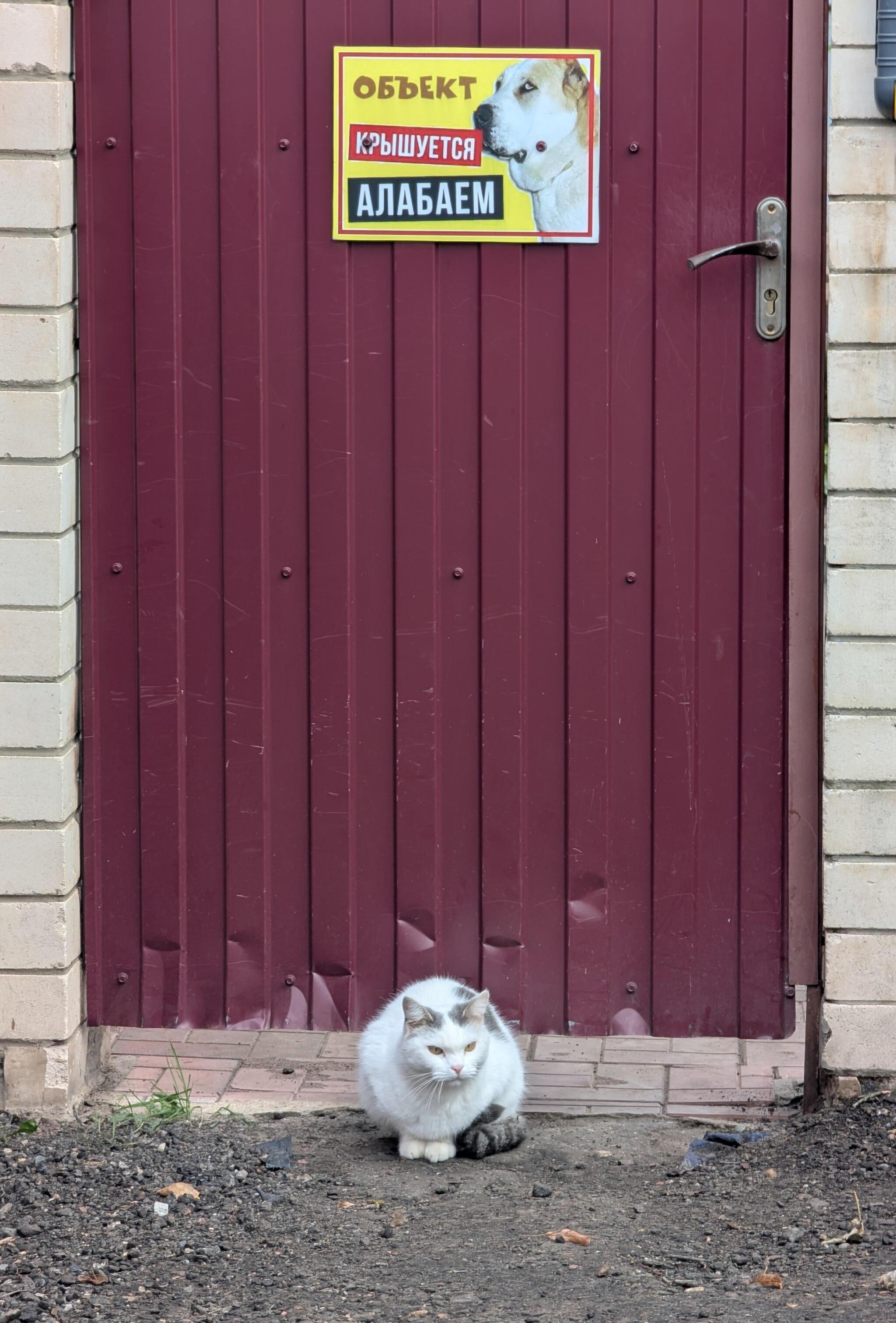 He's got it covered - My, cat, Alabai, Roof, Door, Табличка, The photo