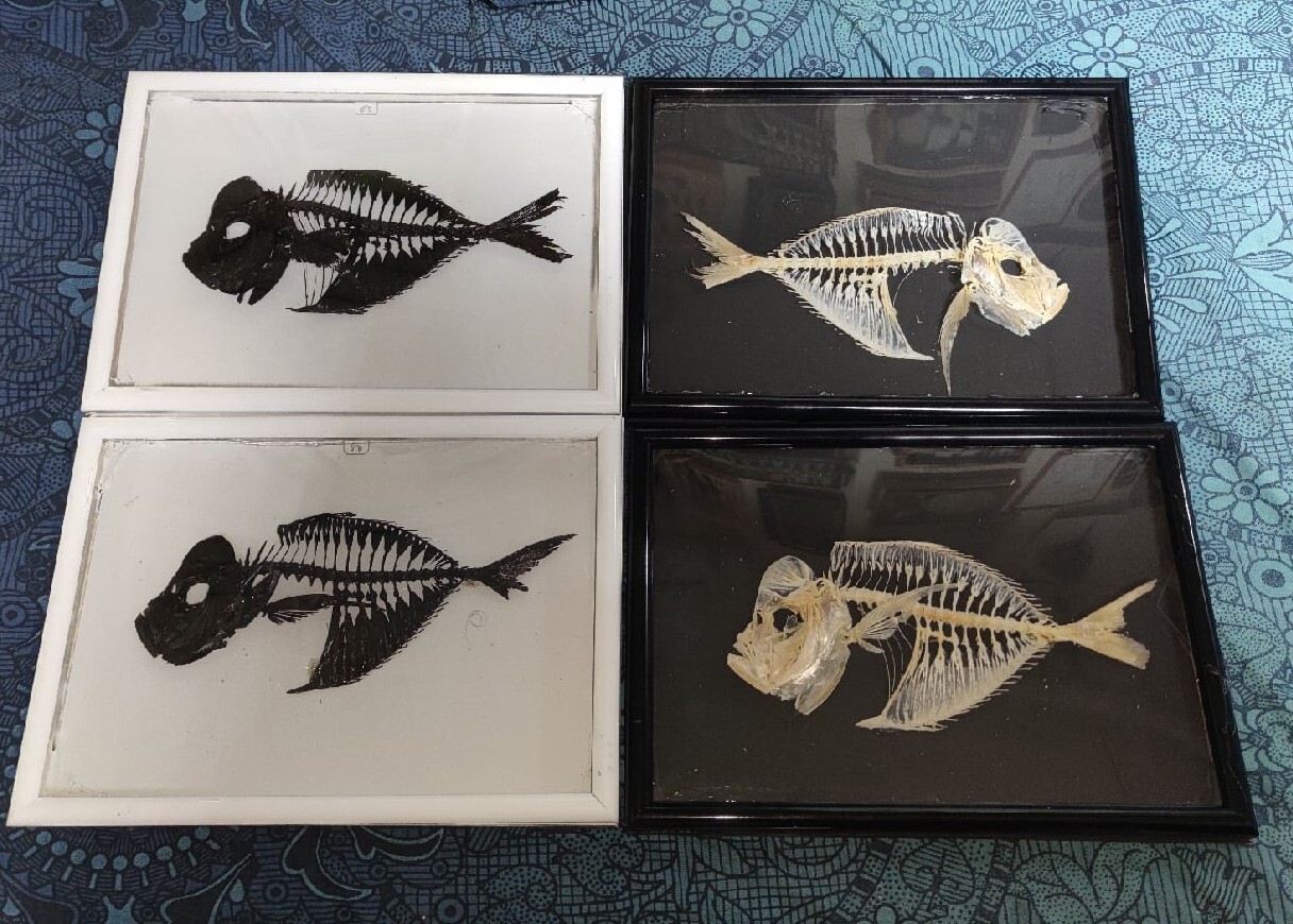 Bones #7: Vomer fish skeletons - My, Needlework with process, Bones, Skeleton, Longpost