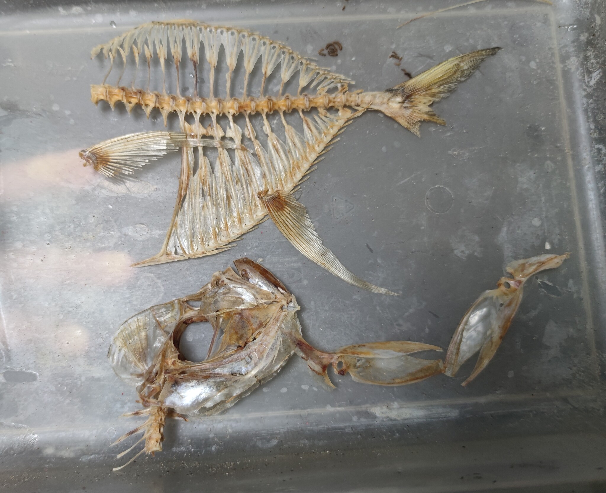 Bones #7: Vomer fish skeletons - My, Needlework with process, Bones, Skeleton, Longpost