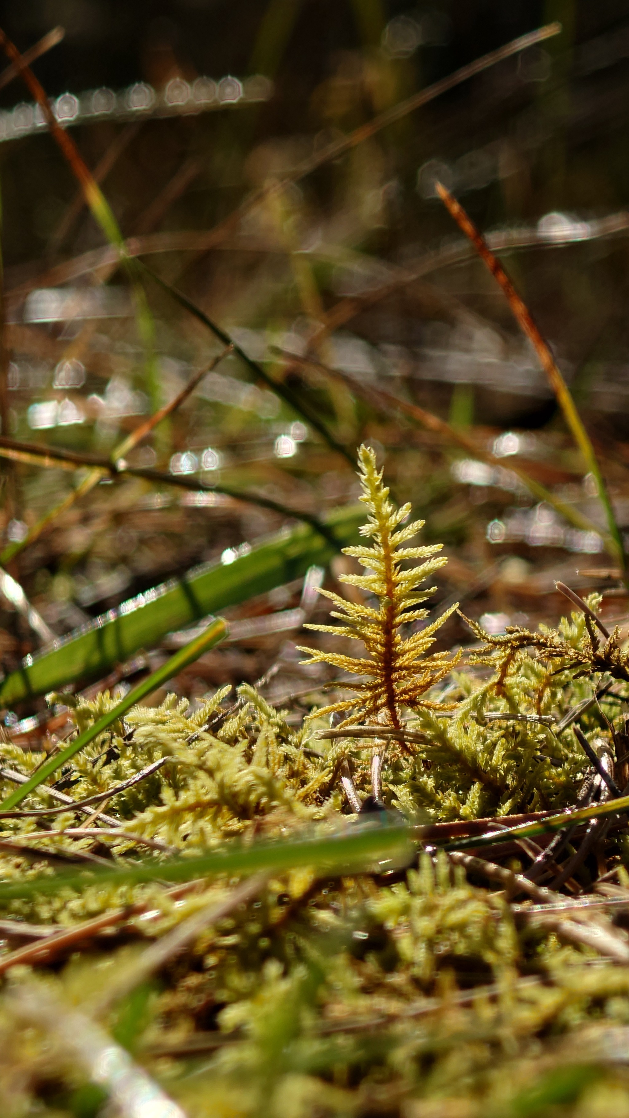 The beauty of the autumn forest - My, Mobile photography, Nature, Moss, The sun, Longpost, Autumn, Forest