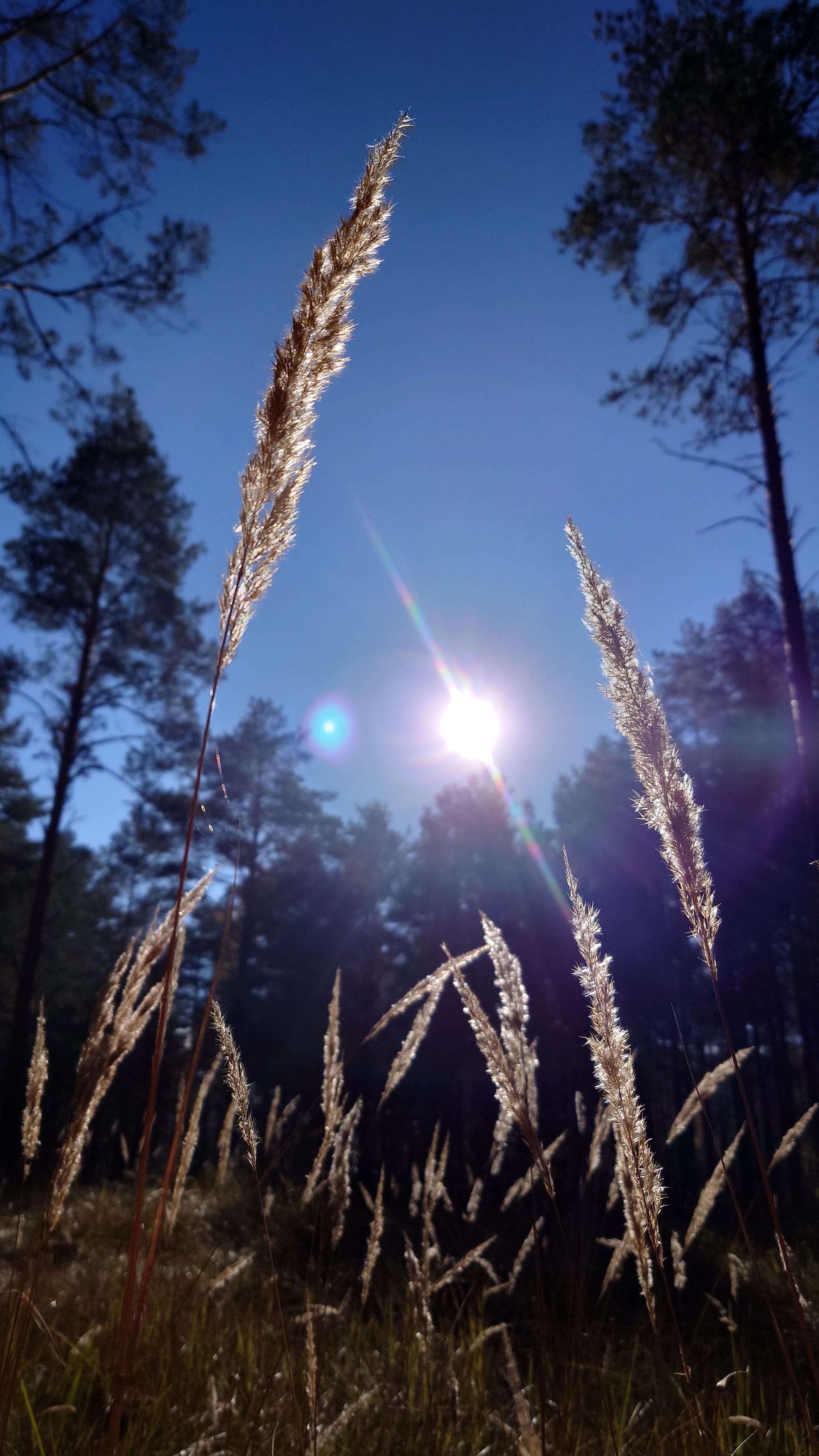 The beauty of the autumn forest - My, Mobile photography, Nature, Moss, The sun, Longpost, Autumn, Forest