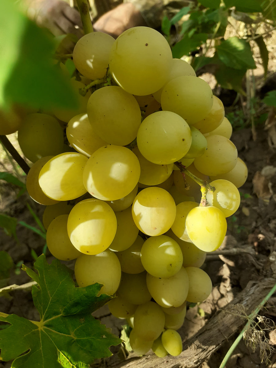 Should I rush to cover my grapes? - Garden, Dacha, Gardening, Autumn, Summer residents, Agronomist, Harvest, Telegram (link), Longpost