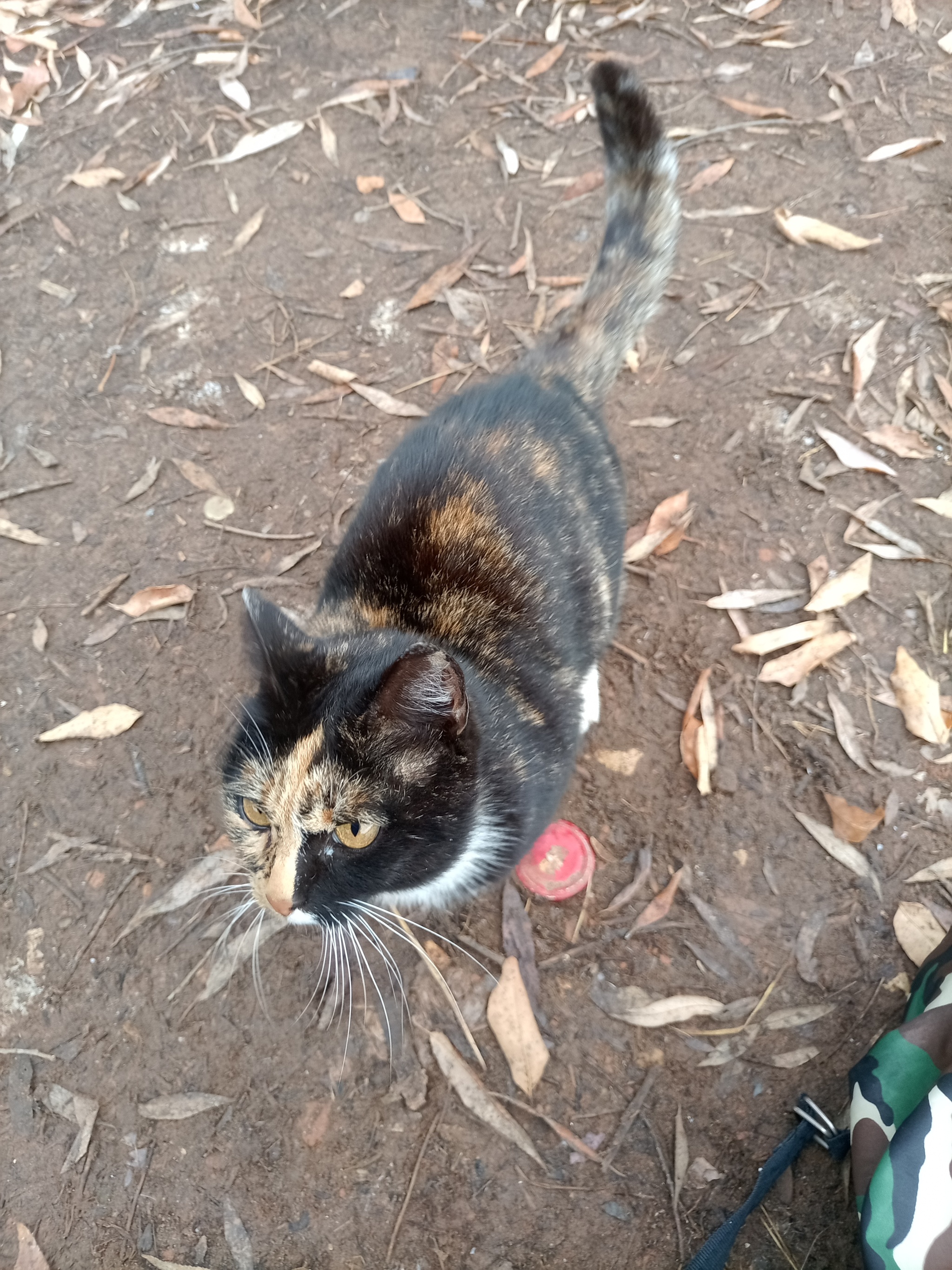 A cat and some crucian carp) - My, Fishing, Float, Fishing rod, Carp, Longpost, cat