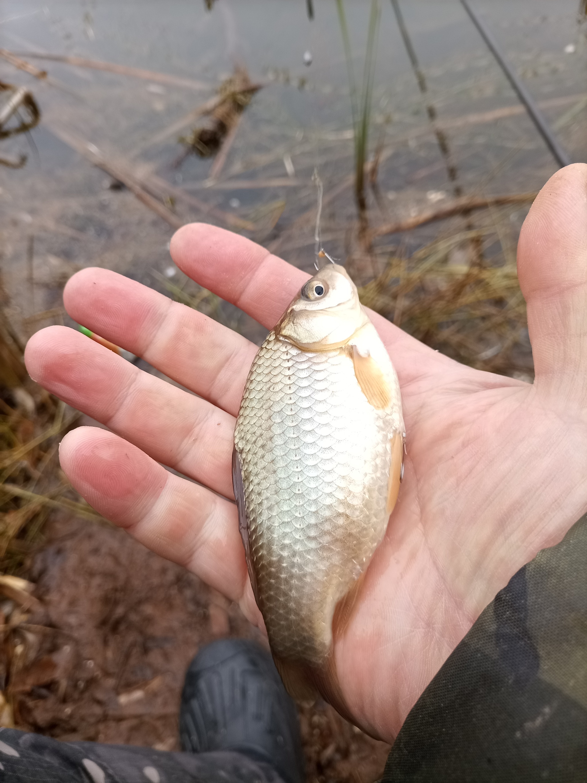 A cat and some crucian carp) - My, Fishing, Float, Fishing rod, Carp, Longpost, cat