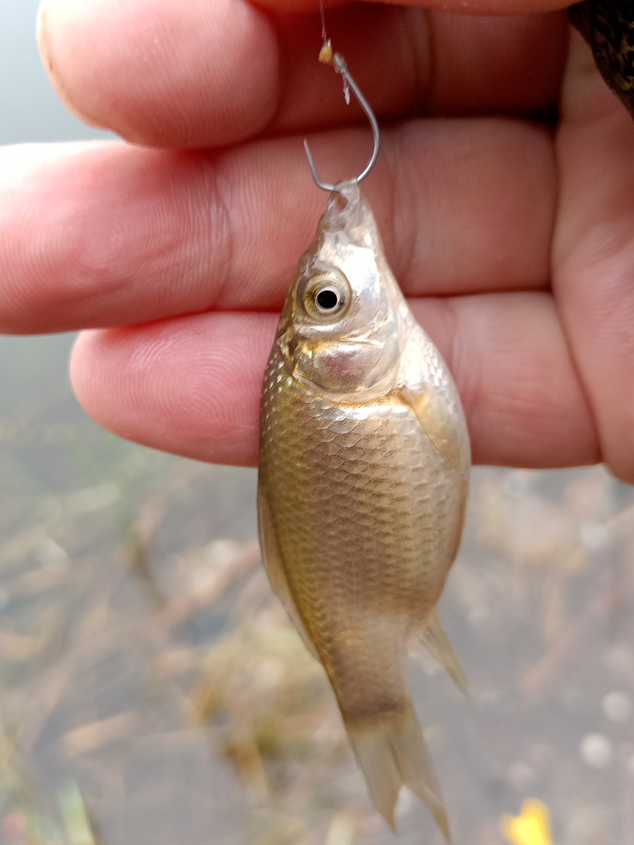 A cat and some crucian carp) - My, Fishing, Float, Fishing rod, Carp, Longpost, cat