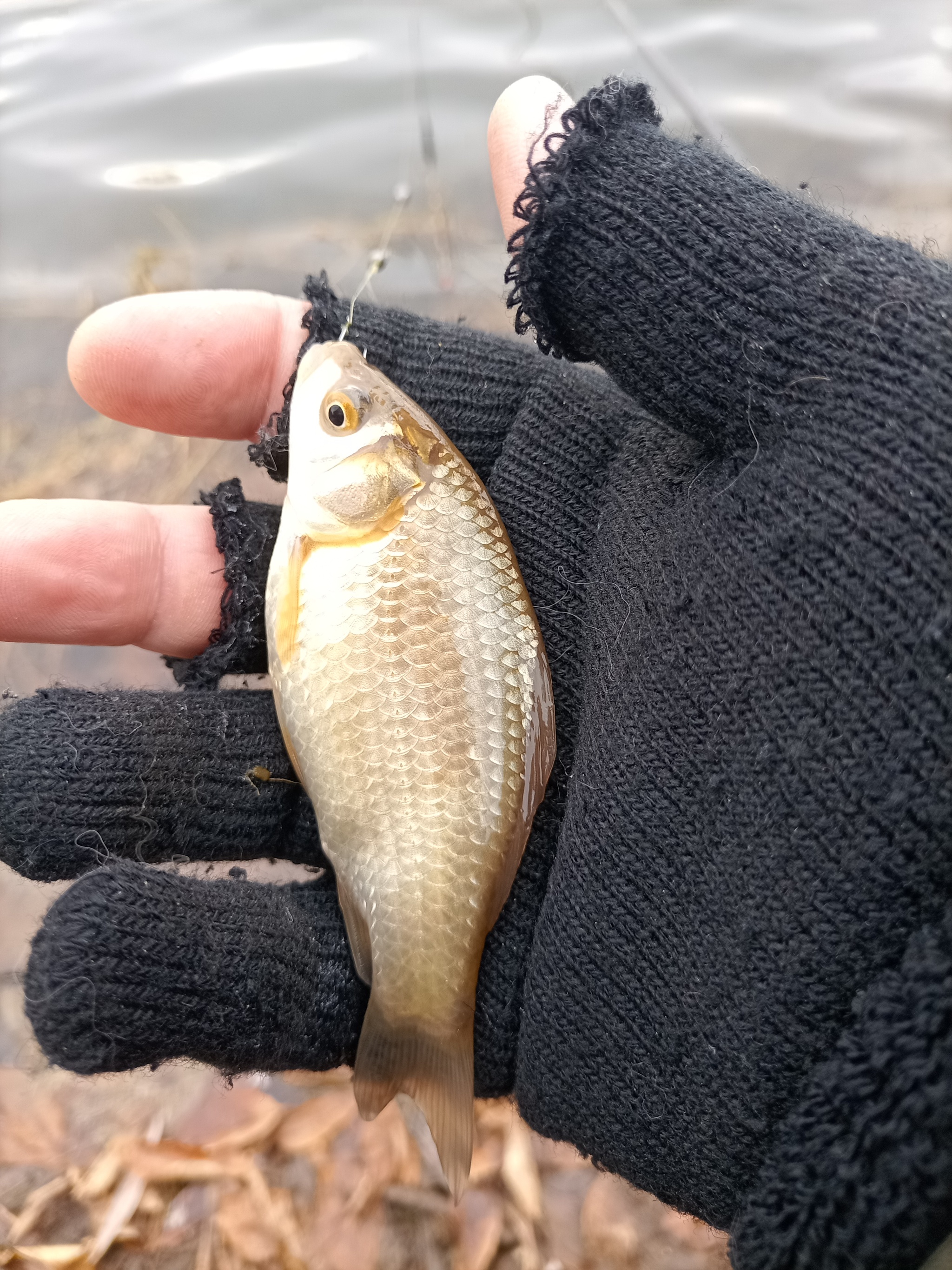 A cat and some crucian carp) - My, Fishing, Float, Fishing rod, Carp, Longpost, cat