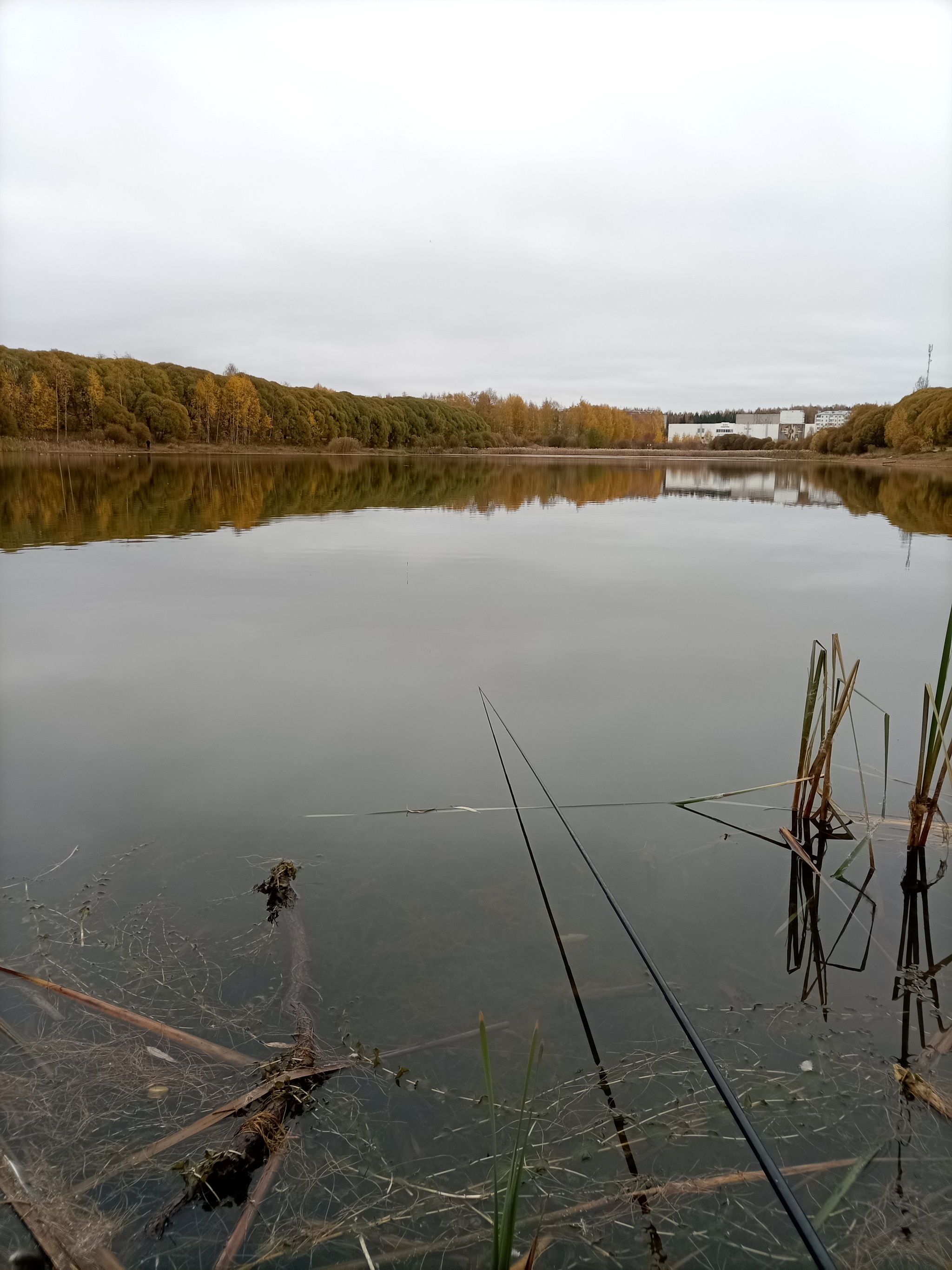 A cat and some crucian carp) - My, Fishing, Float, Fishing rod, Carp, Longpost, cat