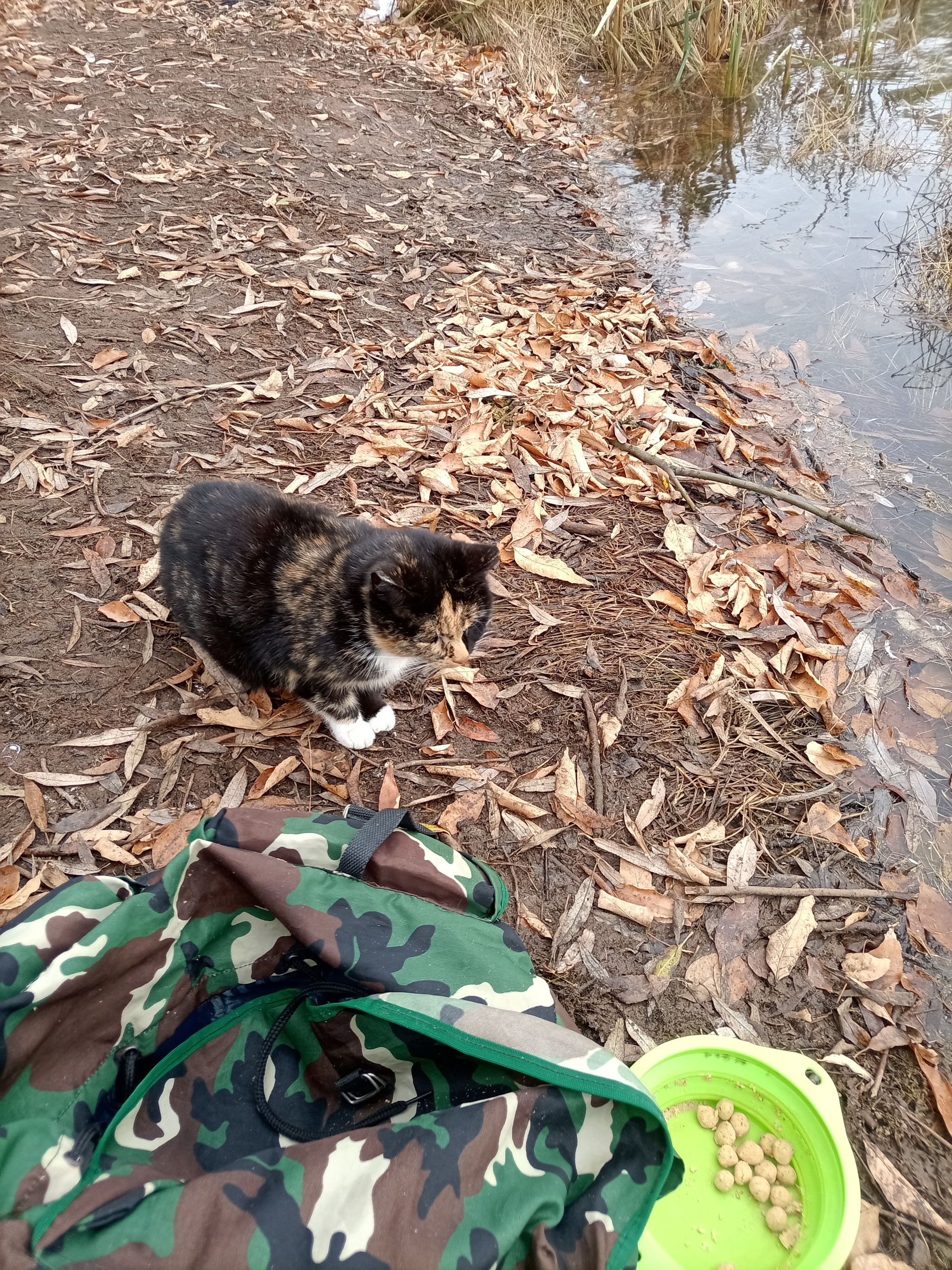 A cat and some crucian carp) - My, Fishing, Float, Fishing rod, Carp, Longpost, cat