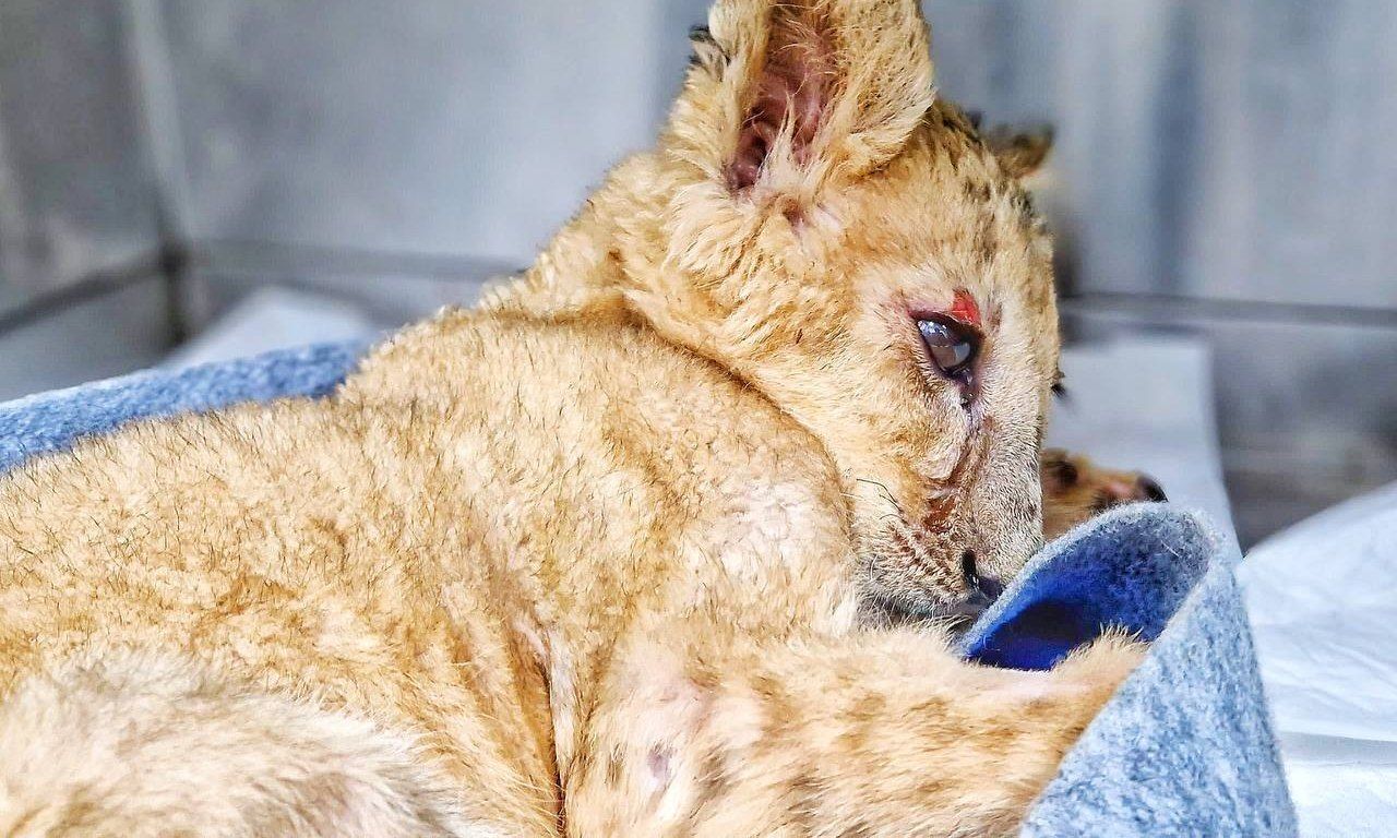 Moscow Region veterinarians are trying to save the life of a lion cub that lived in a hookah bar in Grozny. The animal is in critical condition - Animals, a lion, Horror, Video, Vertical video, Longpost, Lion cubs, Animal Rescue, Animal abuse, Big cats, Wild animals, Vet, Hookah bar, Cat family