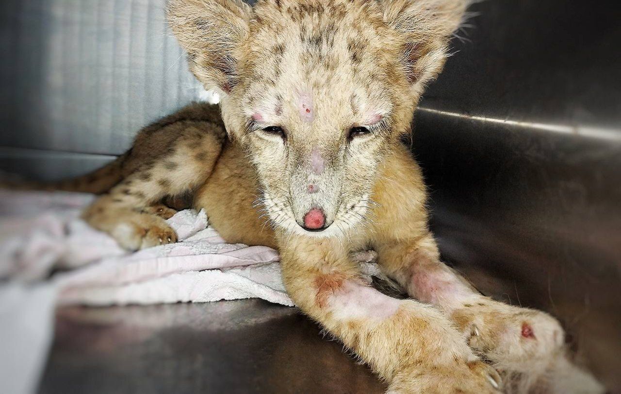 Moscow Region veterinarians are trying to save the life of a lion cub that lived in a hookah bar in Grozny. The animal is in critical condition - Animals, a lion, Horror, Video, Vertical video, Longpost, Lion cubs, Animal Rescue, Animal abuse, Big cats, Wild animals, Vet, Hookah bar, Cat family