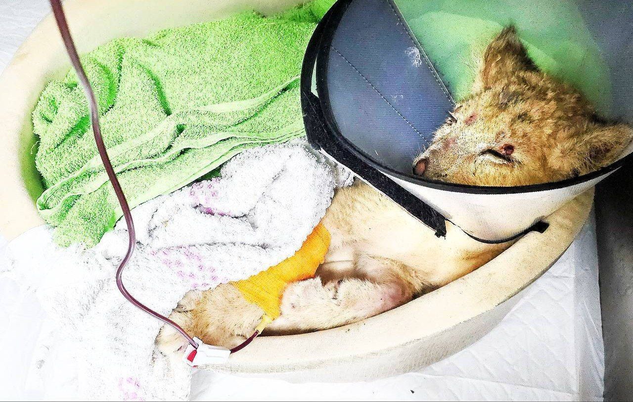 Moscow Region veterinarians are trying to save the life of a lion cub that lived in a hookah bar in Grozny. The animal is in critical condition - Animals, a lion, Horror, Video, Vertical video, Longpost, Lion cubs, Animal Rescue, Animal abuse, Big cats, Wild animals, Vet, Hookah bar, Cat family