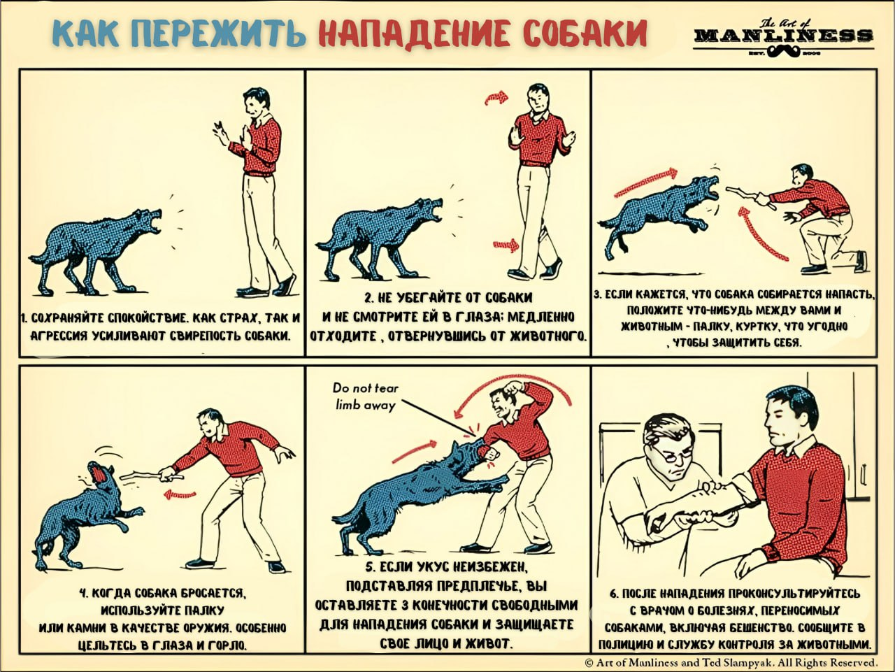 Actions when attacked by a stray dog - Survival, Education, Nature, Forest, Dog, Attack, Hike, Danger, How?, Outlive, Infographics, Bite, Fight for survival, Fearfully, Important, Rules