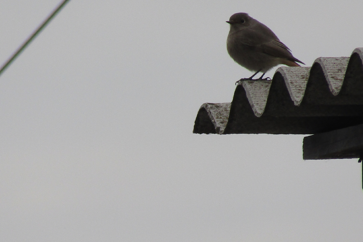 The redstarts haven't flown away yet, and today is already October 21st... - My, Birds, Bird watching, Village, Autumn, Hobby, Redstart, Longpost