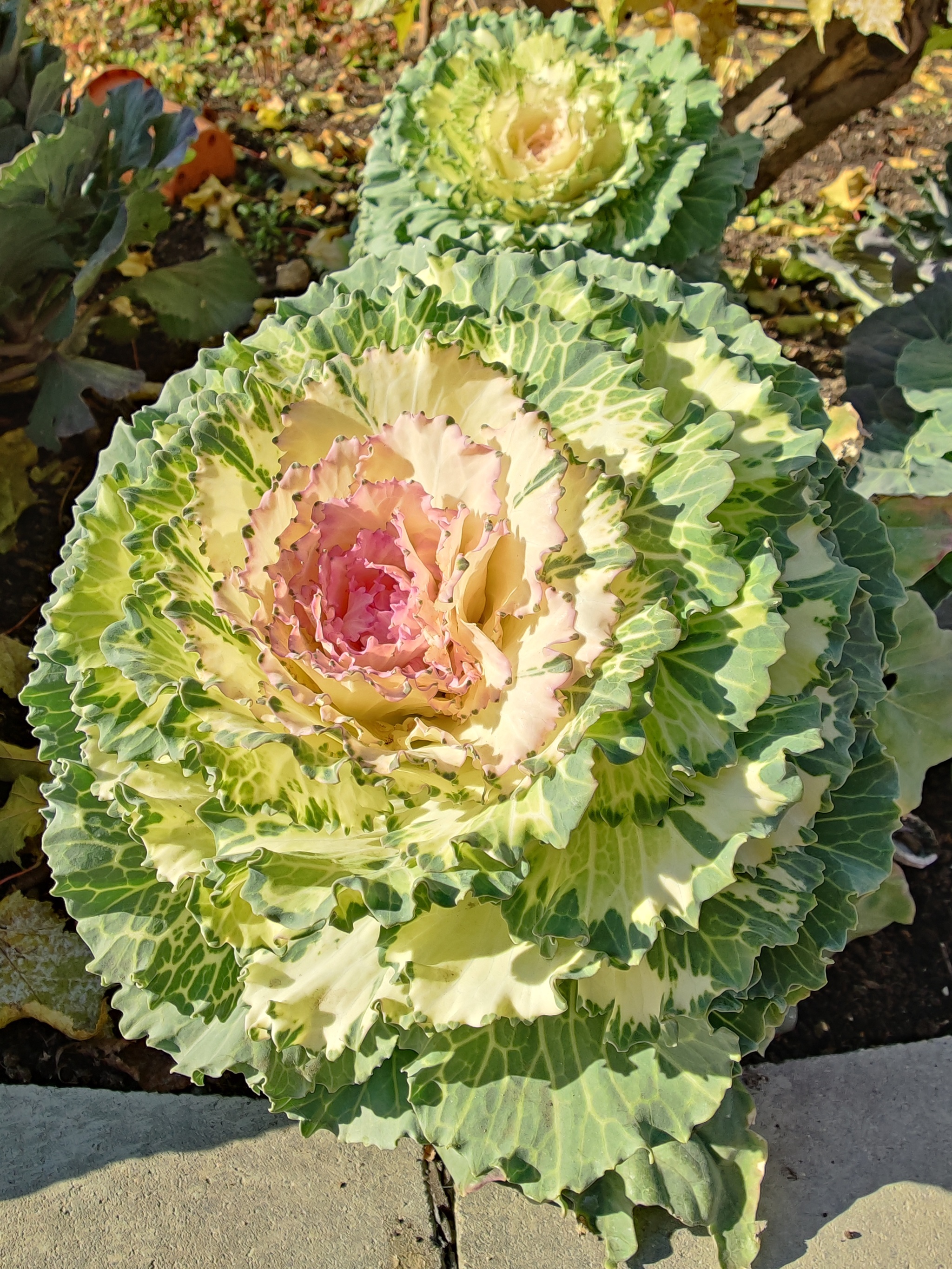 Ornamental cabbage in a flower bed - My, Cabbage, Flower bed, City walk, Autumn, Nature, Longpost