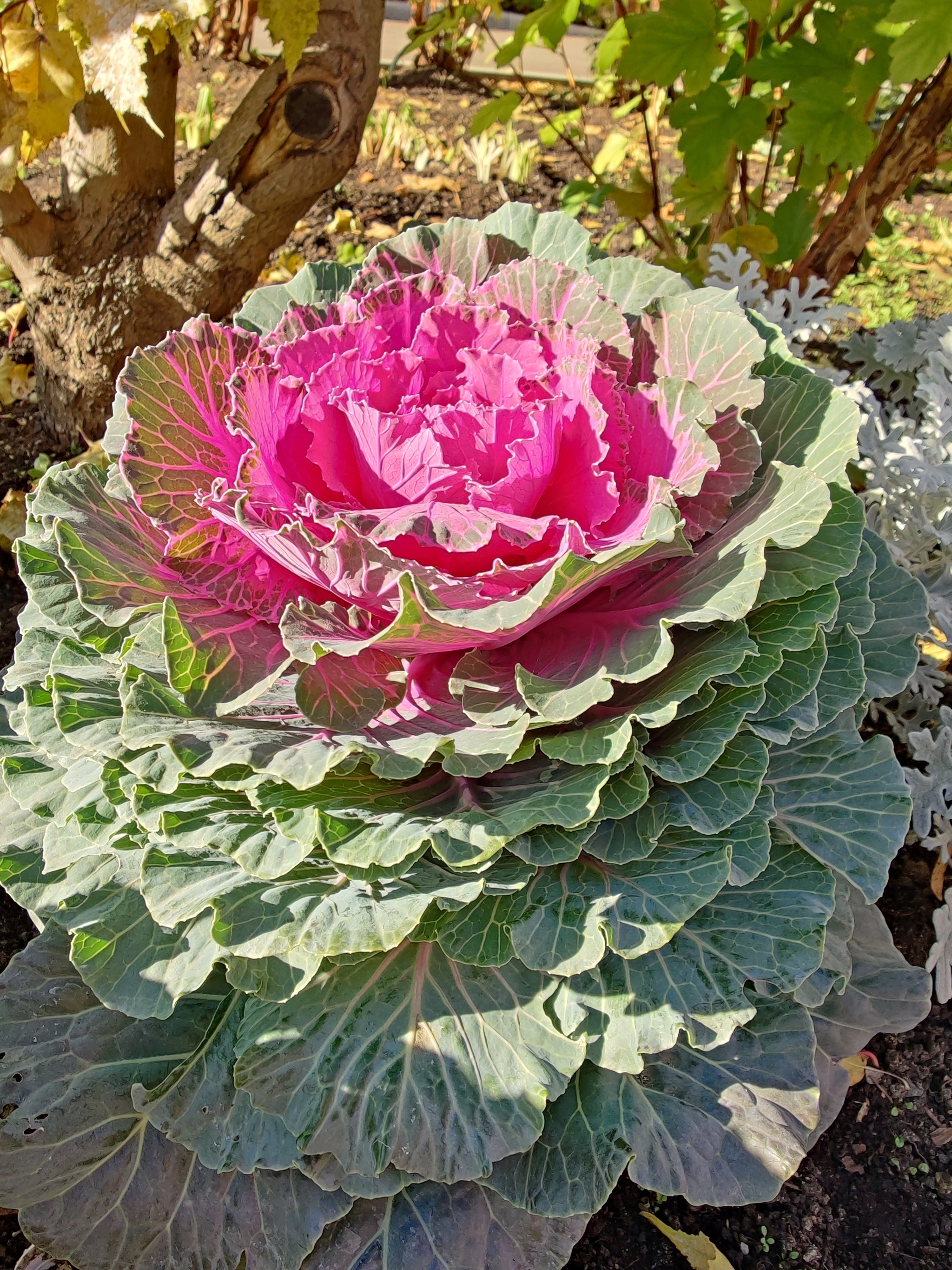 Ornamental cabbage in a flower bed - My, Cabbage, Flower bed, City walk, Autumn, Nature, Longpost