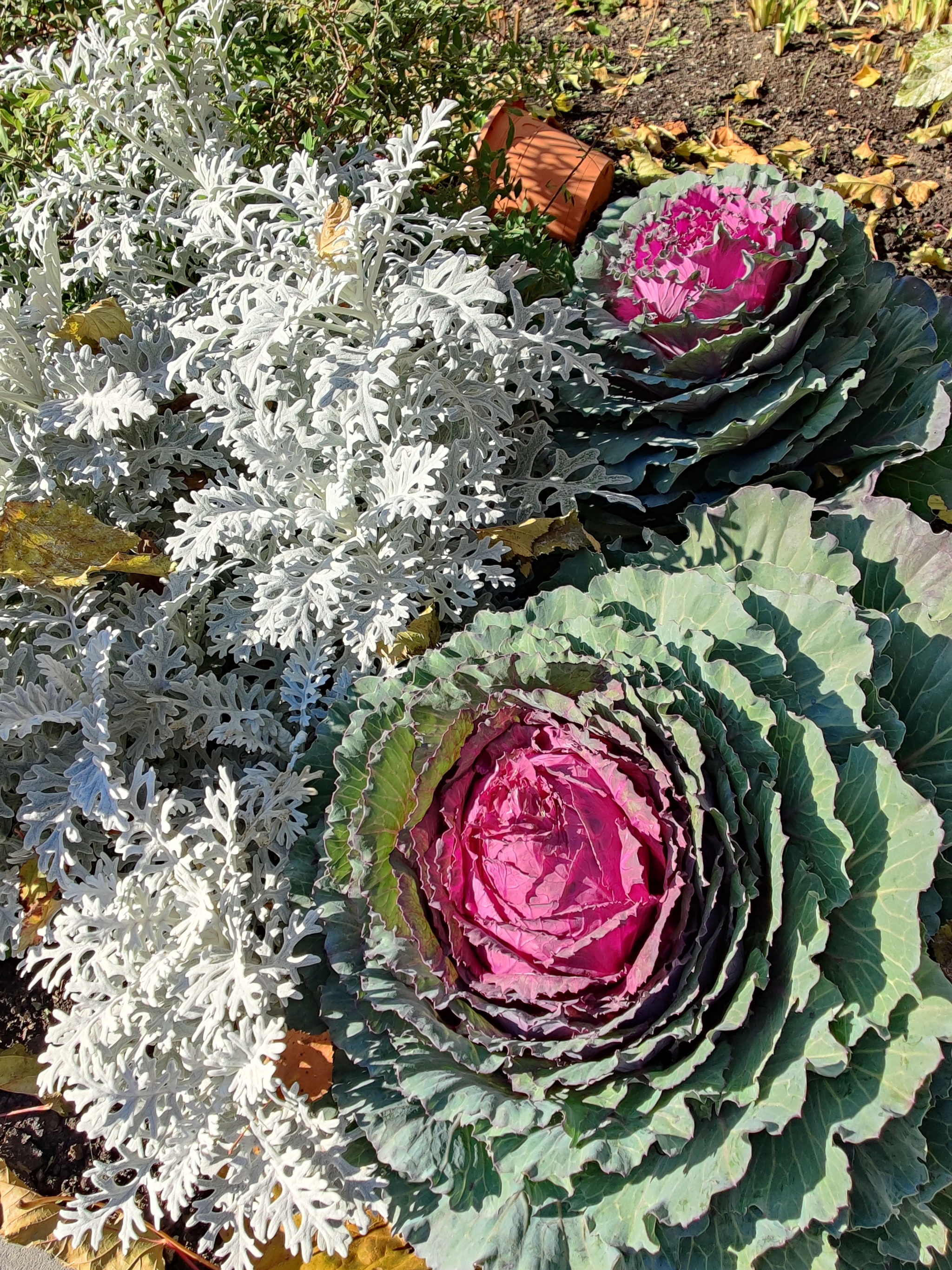 Ornamental cabbage in a flower bed - My, Cabbage, Flower bed, City walk, Autumn, Nature, Longpost