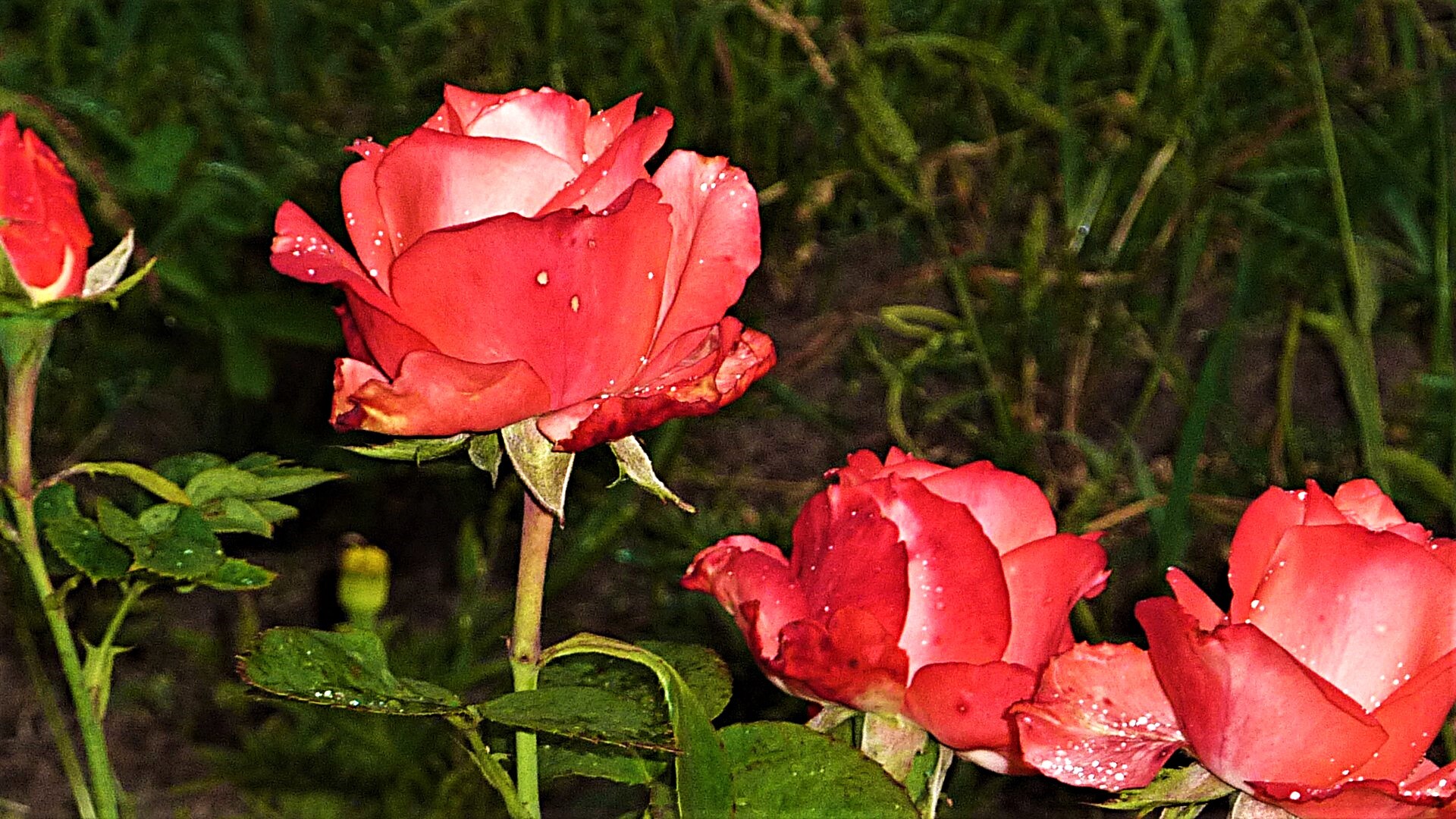 Roses - My, The photo, Walk, Nature, Flowers, the Rose