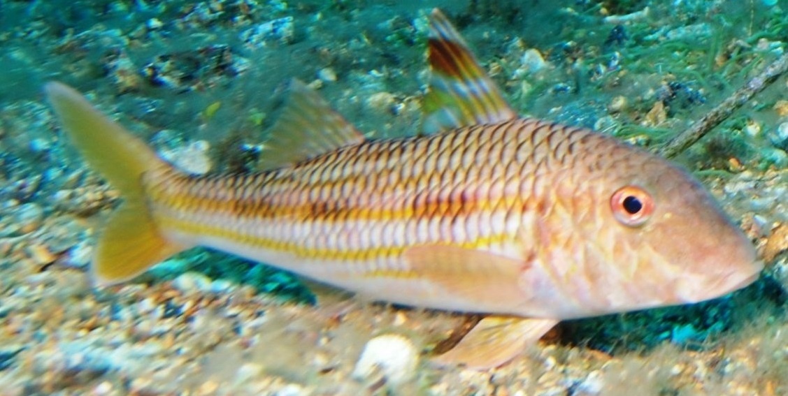 Black Sea red mullet. What kind of fish is it and what do you eat it with? - My, A fish, Туристы, Vacation, Travels, Longpost