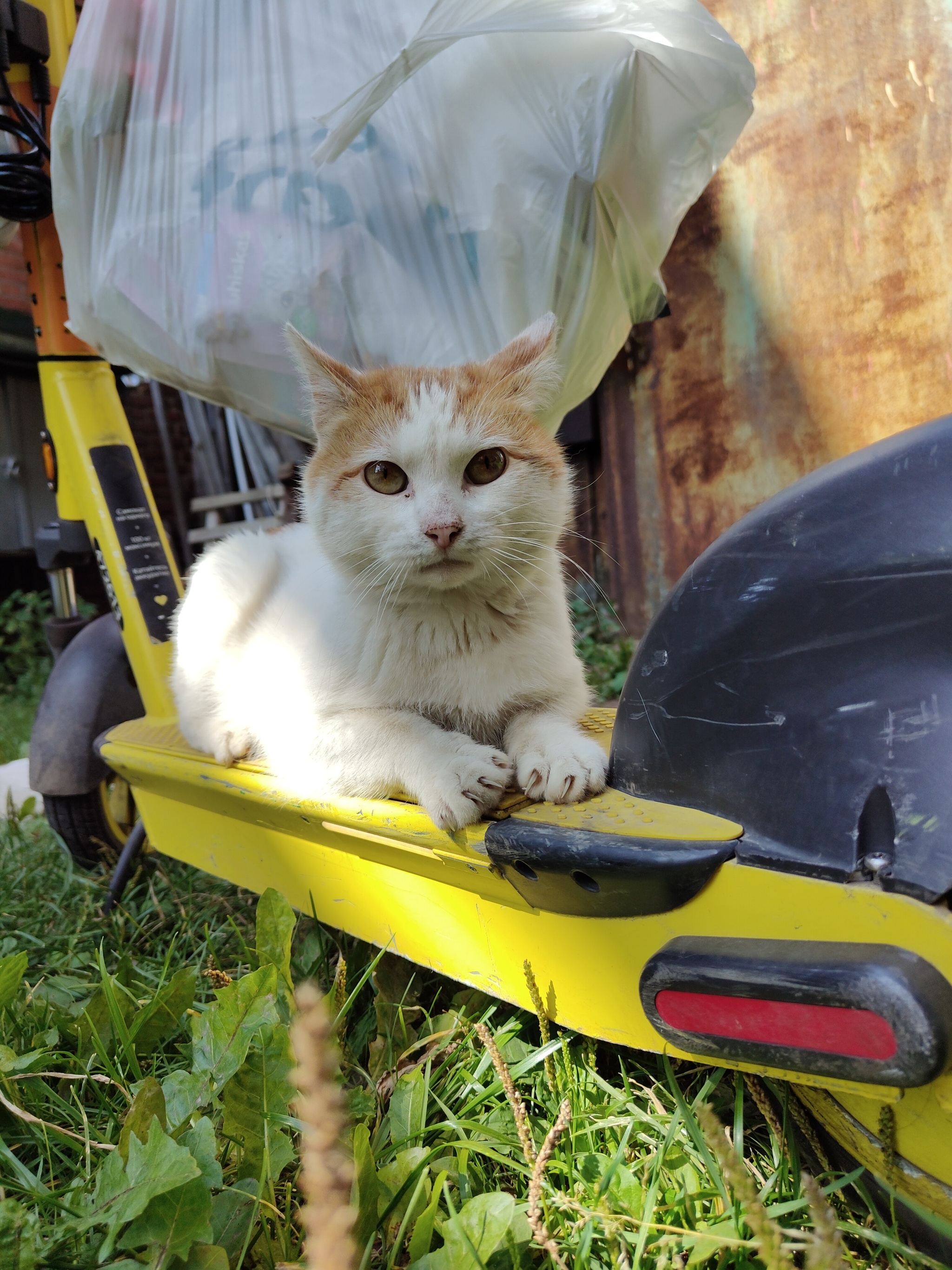 Moscow. Red cat Temka - My, Helping animals, cat, Kittens, Milota, Volunteering, Moscow, In good hands, Longpost