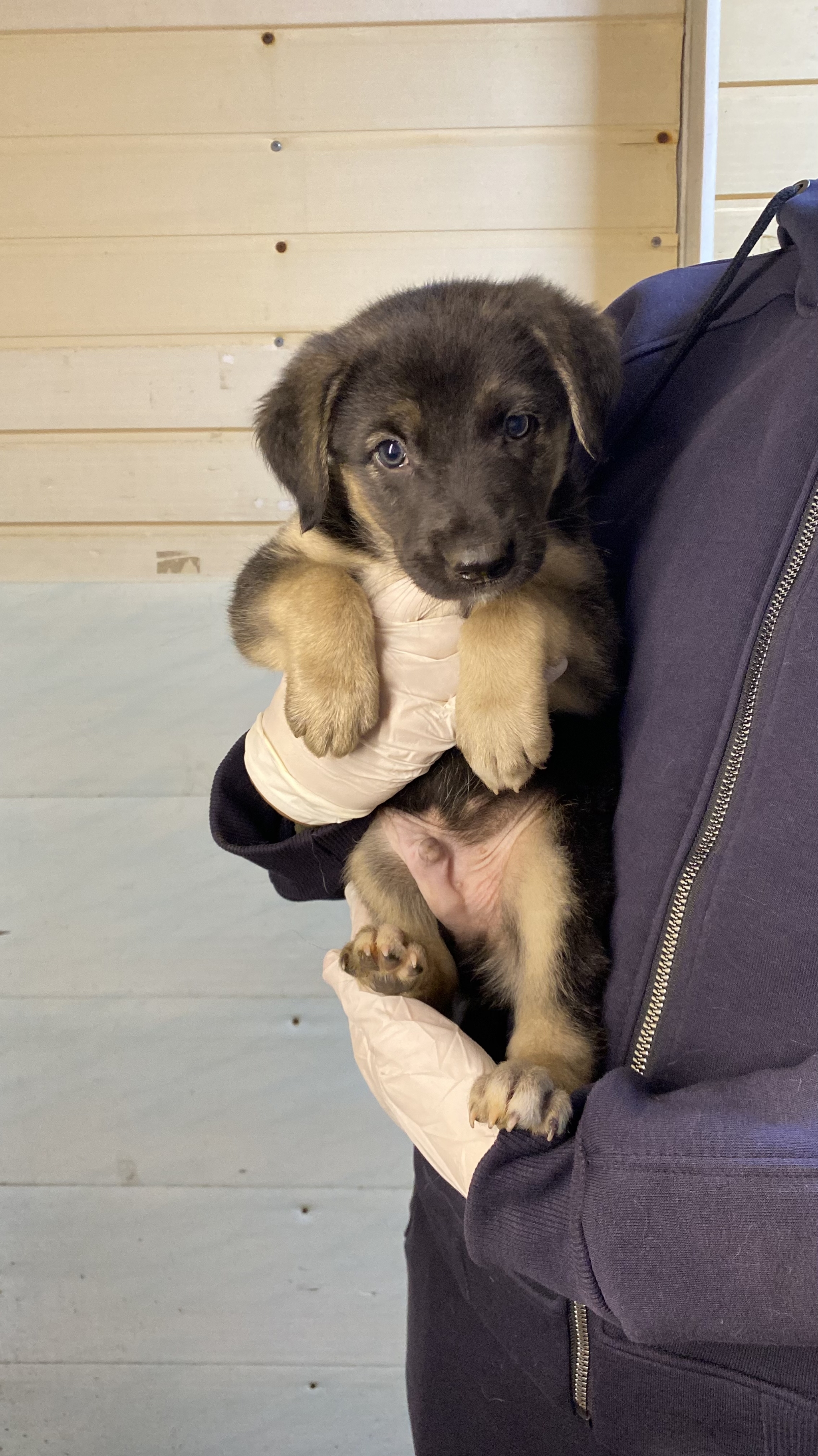 We found puppies on the highway and brought them to the vet clinic... now they are ours - My, Dog, Animal shelter, Homeless animals, Animal Rescue, Puppies, Cur, Longpost, In good hands