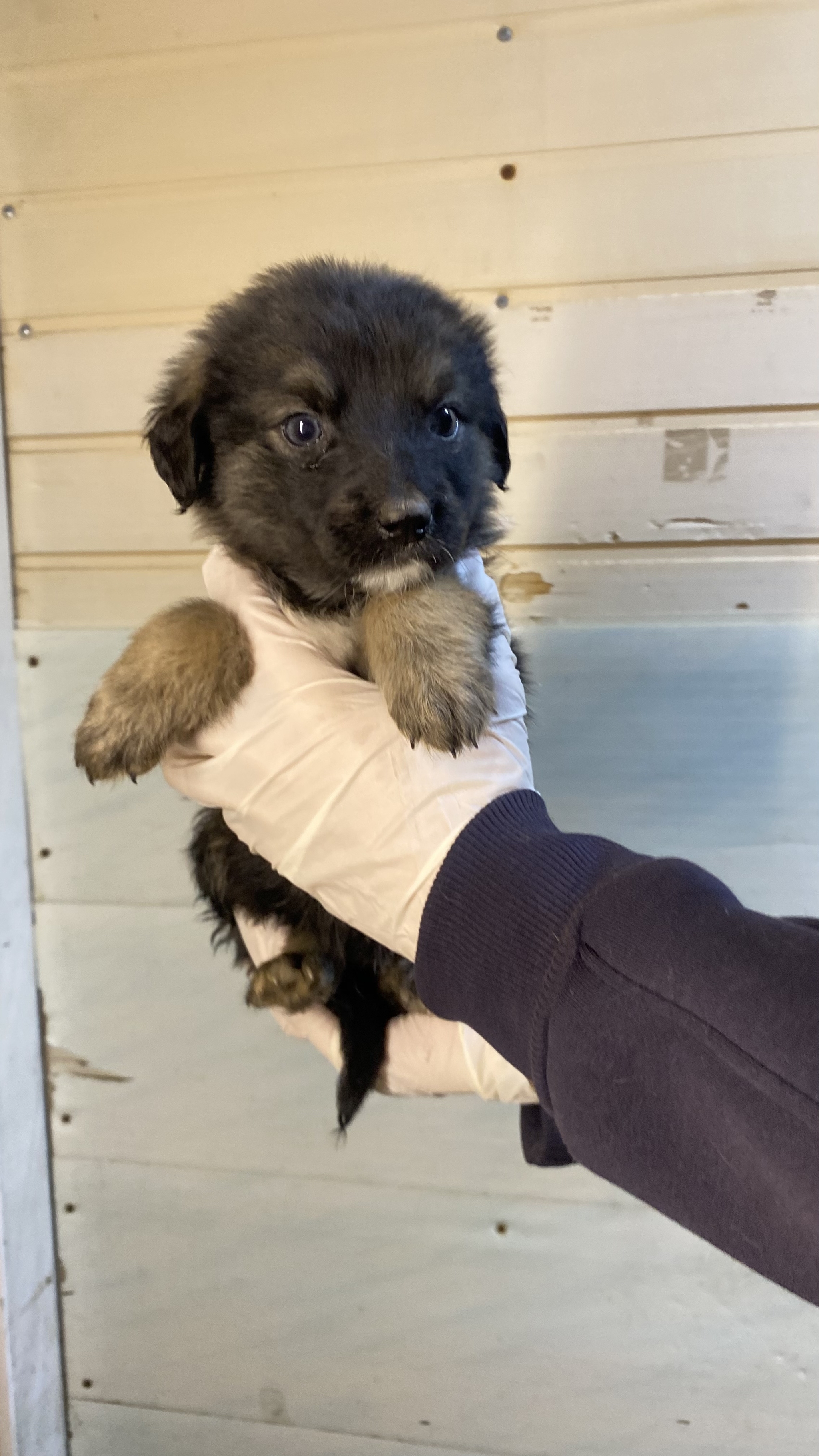 We found puppies on the highway and brought them to the vet clinic... now they are ours - My, Dog, Animal shelter, Homeless animals, Animal Rescue, Puppies, Cur, Longpost, In good hands