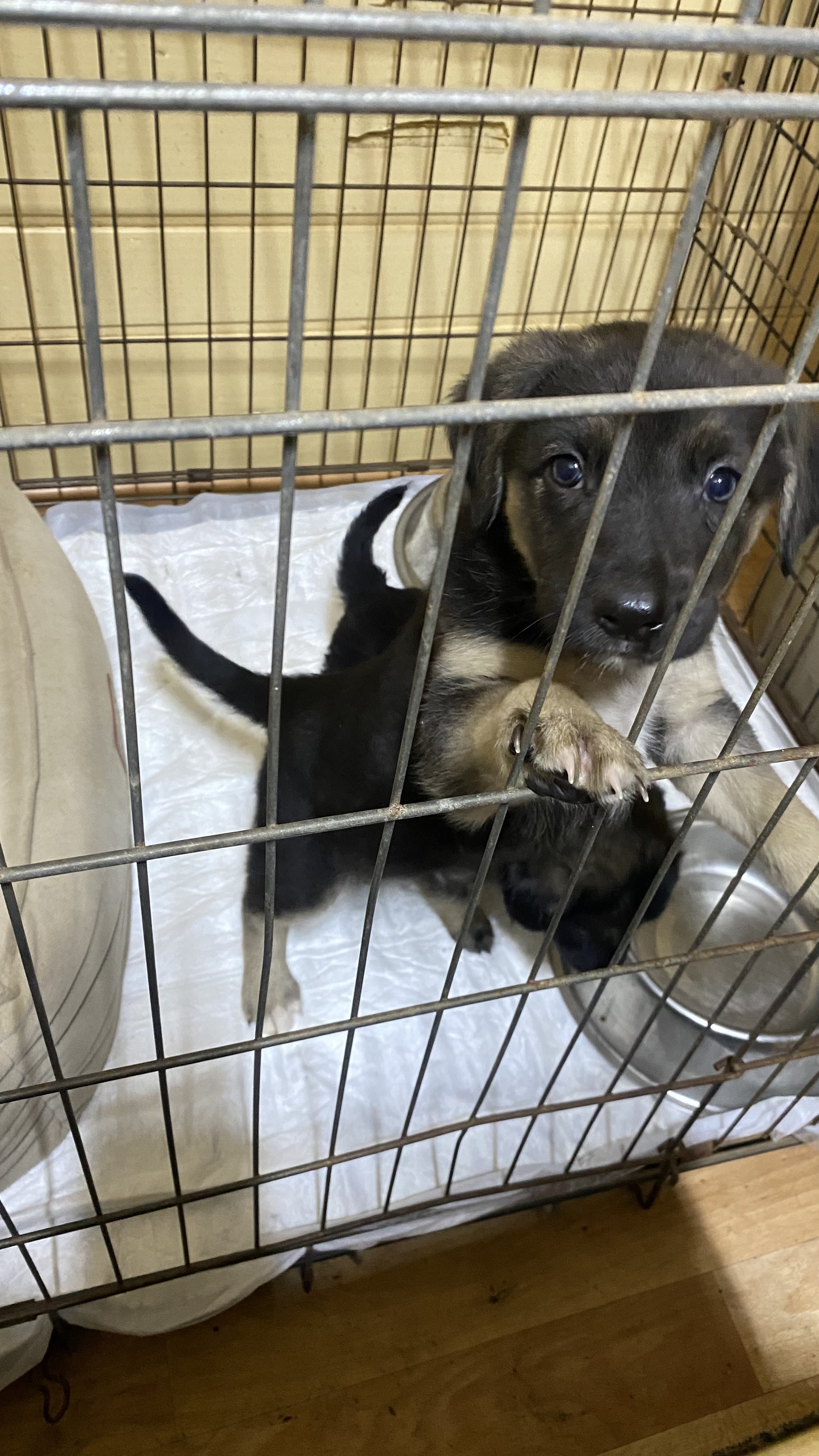 We found puppies on the highway and brought them to the vet clinic... now they are ours - My, Dog, Animal shelter, Homeless animals, Animal Rescue, Puppies, Cur, Longpost, In good hands