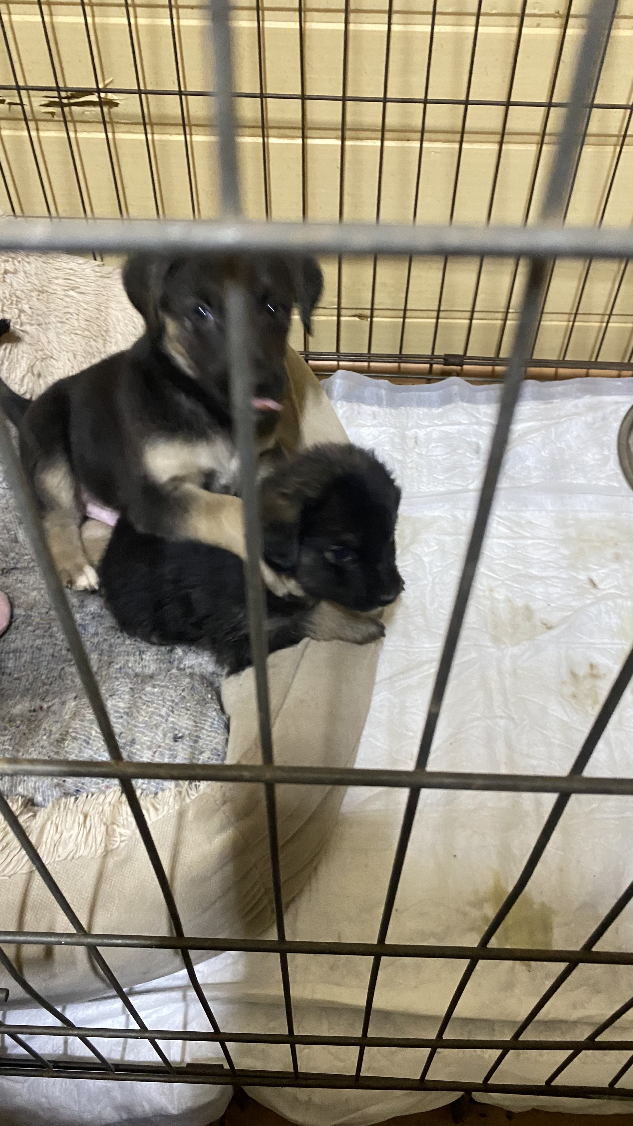 We found puppies on the highway and brought them to the vet clinic... now they are ours - My, Dog, Animal shelter, Homeless animals, Animal Rescue, Puppies, Cur, Longpost, In good hands