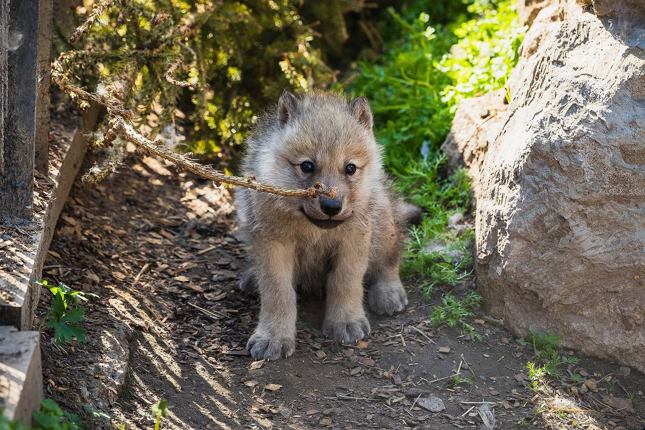 Wolf babies grow up fast - Polar Wolves, Cubs, Zoo, Roev Creek, Krasnoyarsk, Wolf, Canines, Wild animals, Predatory animals, Growth, The photo, Telegram (link), Longpost