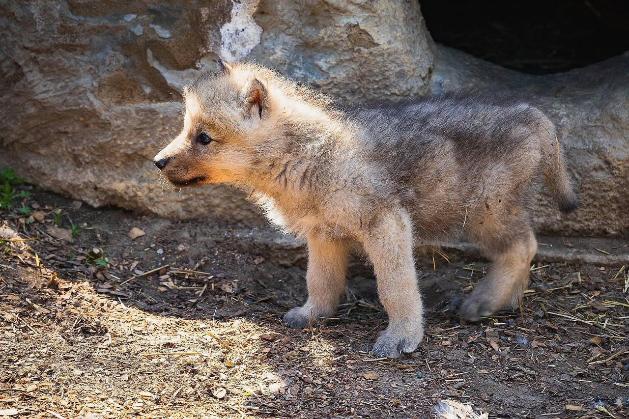 Wolf babies grow up fast - Polar Wolves, Cubs, Zoo, Roev Creek, Krasnoyarsk, Wolf, Canines, Wild animals, Predatory animals, Growth, The photo, Telegram (link), Longpost