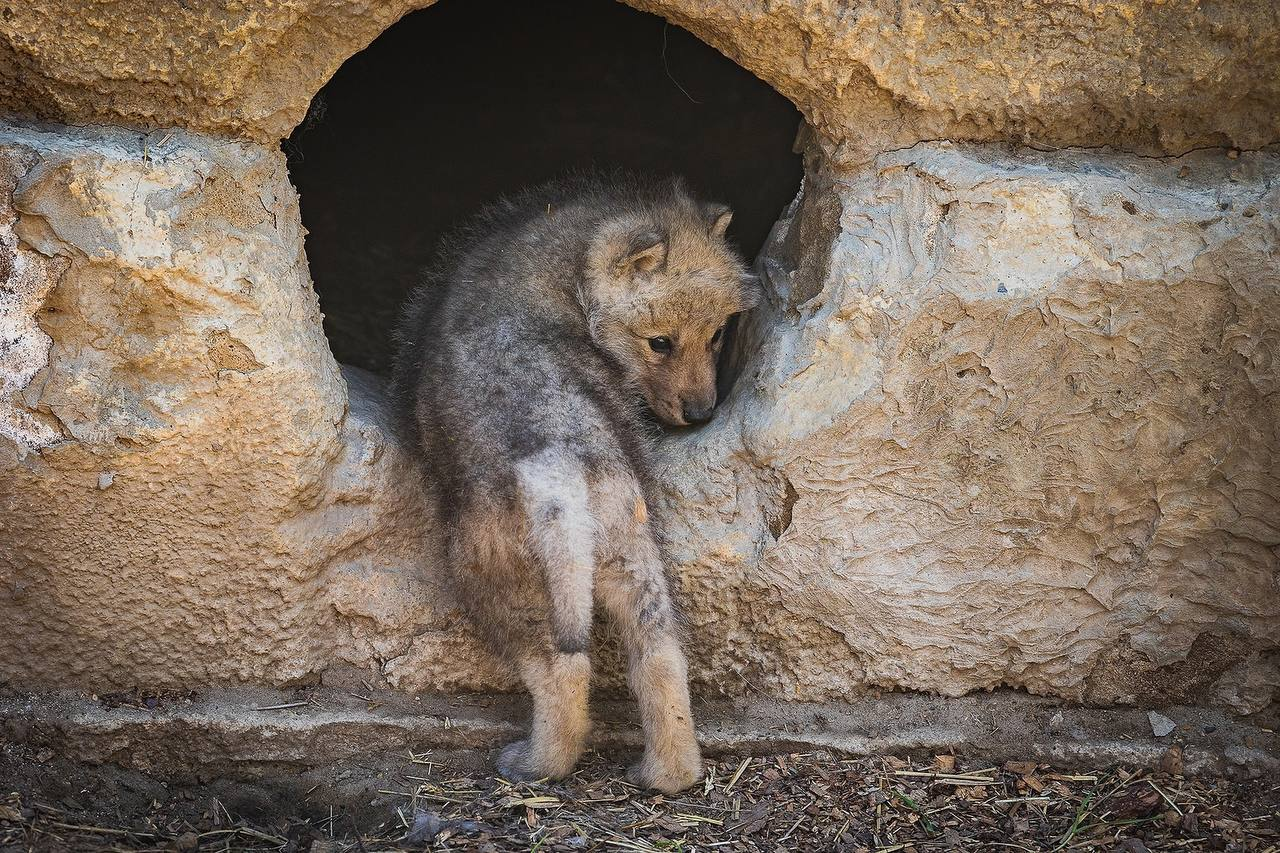 Wolf babies grow up fast - Polar Wolves, Cubs, Zoo, Roev Creek, Krasnoyarsk, Wolf, Canines, Wild animals, Predatory animals, Growth, The photo, Telegram (link), Longpost