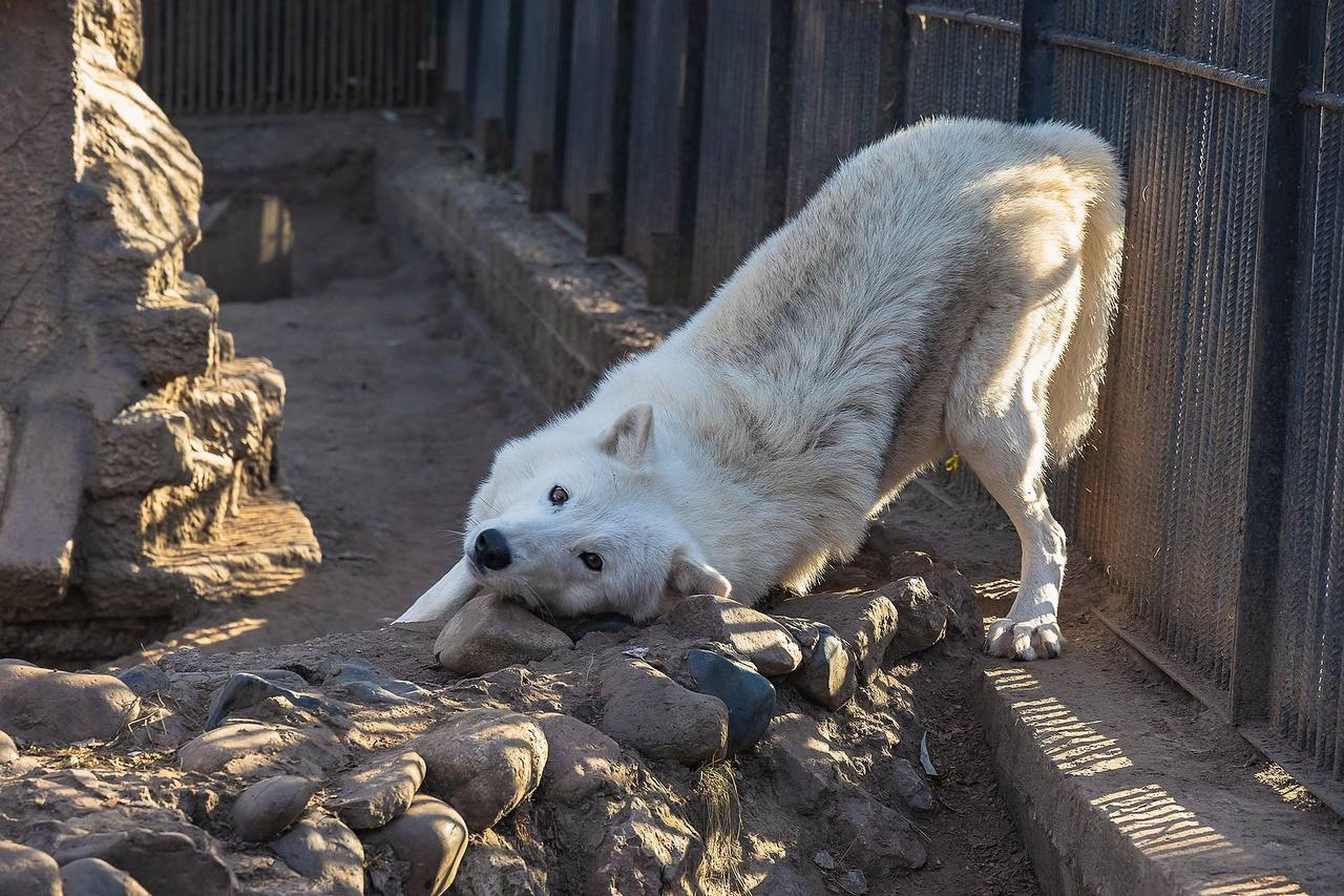 Wolf babies grow up fast - Polar Wolves, Cubs, Zoo, Roev Creek, Krasnoyarsk, Wolf, Canines, Wild animals, Predatory animals, Growth, The photo, Telegram (link), Longpost