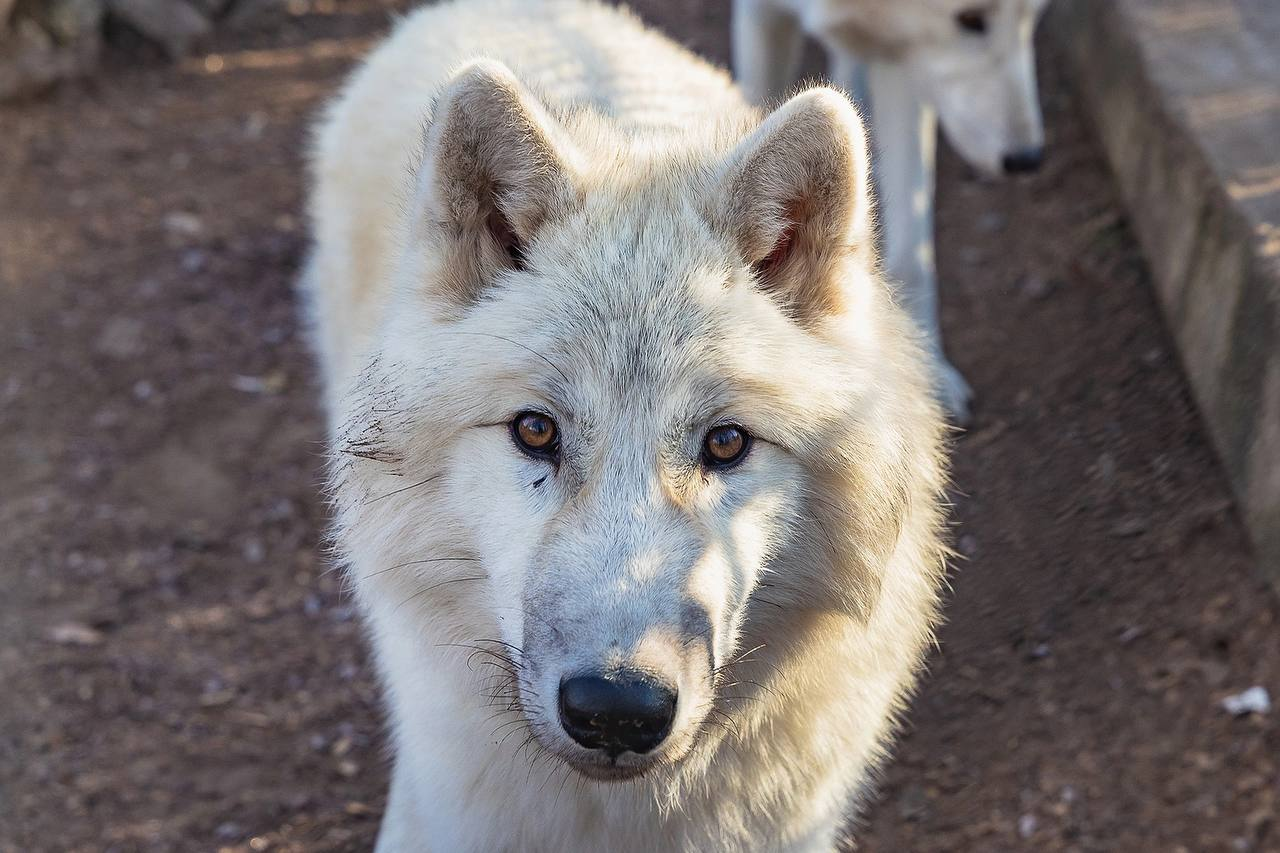 Wolf babies grow up fast - Polar Wolves, Cubs, Zoo, Roev Creek, Krasnoyarsk, Wolf, Canines, Wild animals, Predatory animals, Growth, The photo, Telegram (link), Longpost