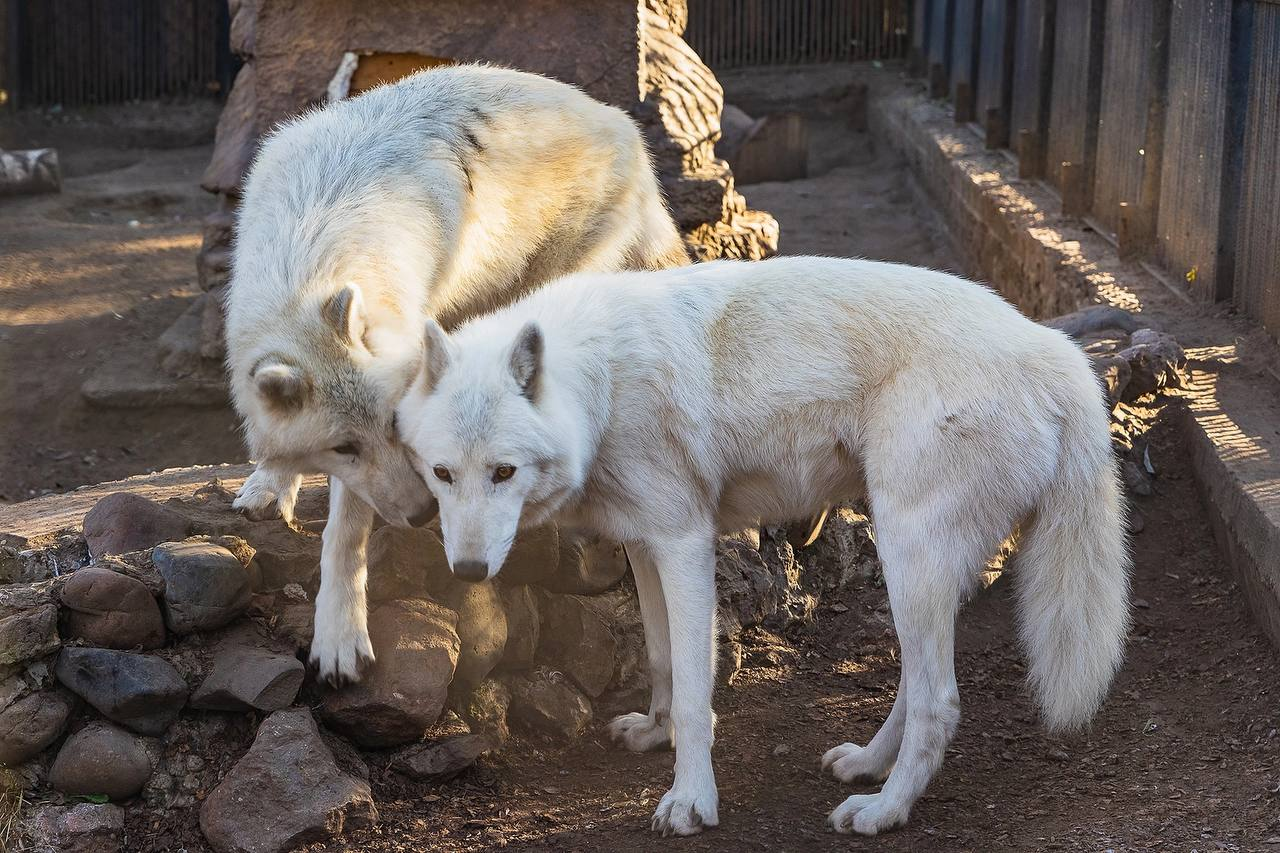 Wolf babies grow up fast - Polar Wolves, Cubs, Zoo, Roev Creek, Krasnoyarsk, Wolf, Canines, Wild animals, Predatory animals, Growth, The photo, Telegram (link), Longpost