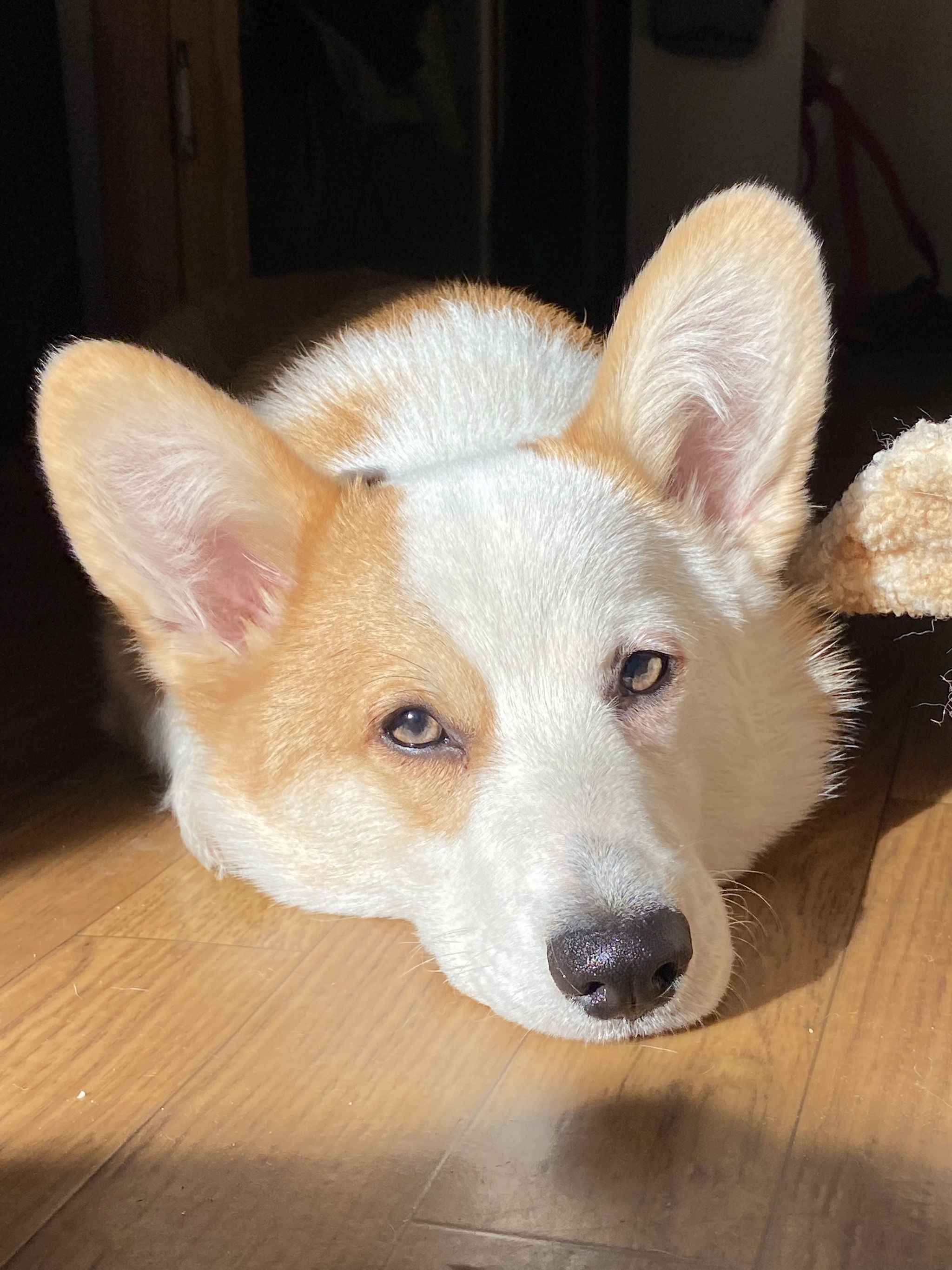 Arsik caught the sun... and my sock) - My, Corgi, Dog, Longpost, Pets, The photo