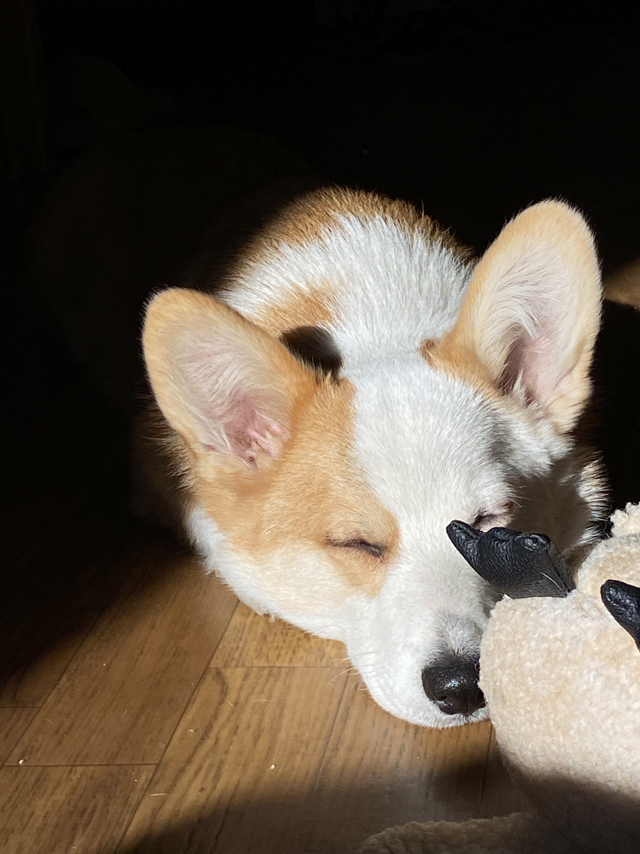 Arsik caught the sun... and my sock) - My, Corgi, Dog, Longpost, Pets, The photo