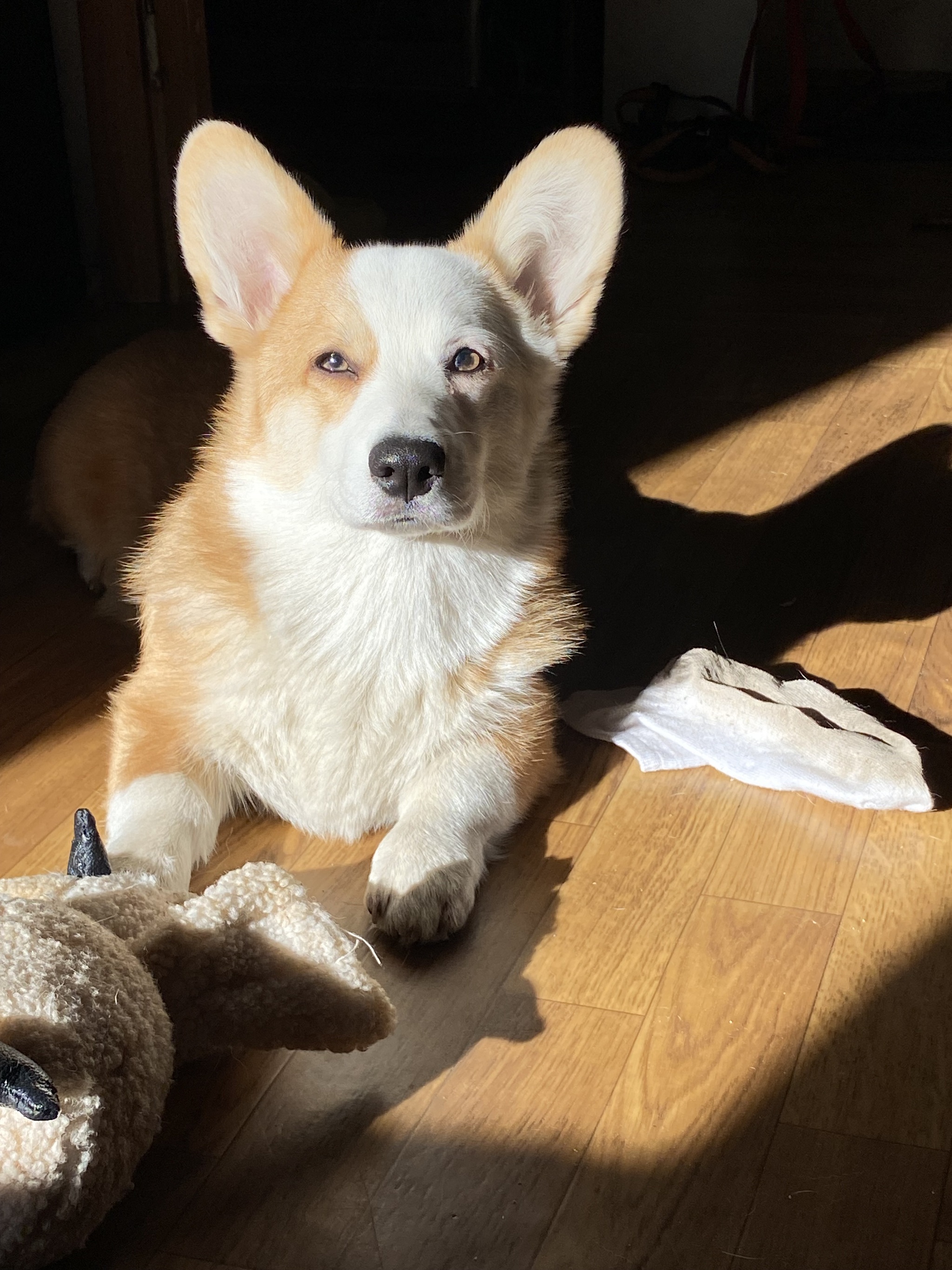 Arsik caught the sun... and my sock) - My, Corgi, Dog, Longpost, Pets, The photo