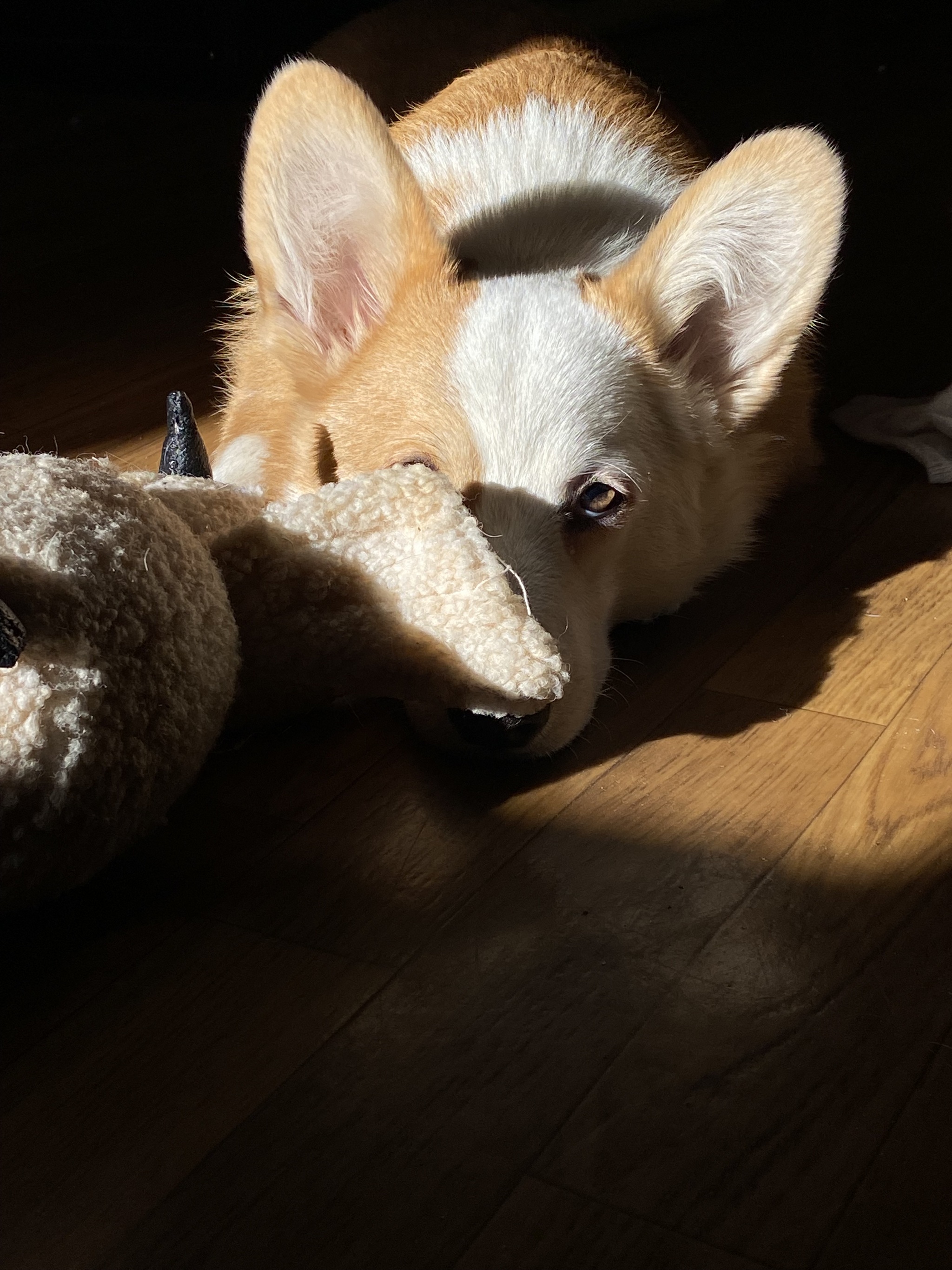 Arsik caught the sun... and my sock) - My, Corgi, Dog, Longpost, Pets, The photo