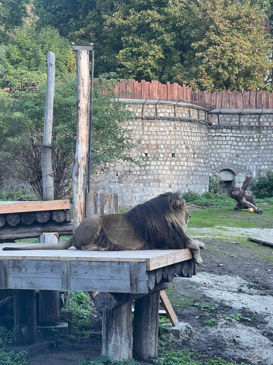 Continuation of the post Ready to move - a lion, Kaliningrad Zoo, Cat family, Wild animals, Predatory animals, Big cats, The photo, Reply to post, Telegram (link), Video, Vertical video, Longpost