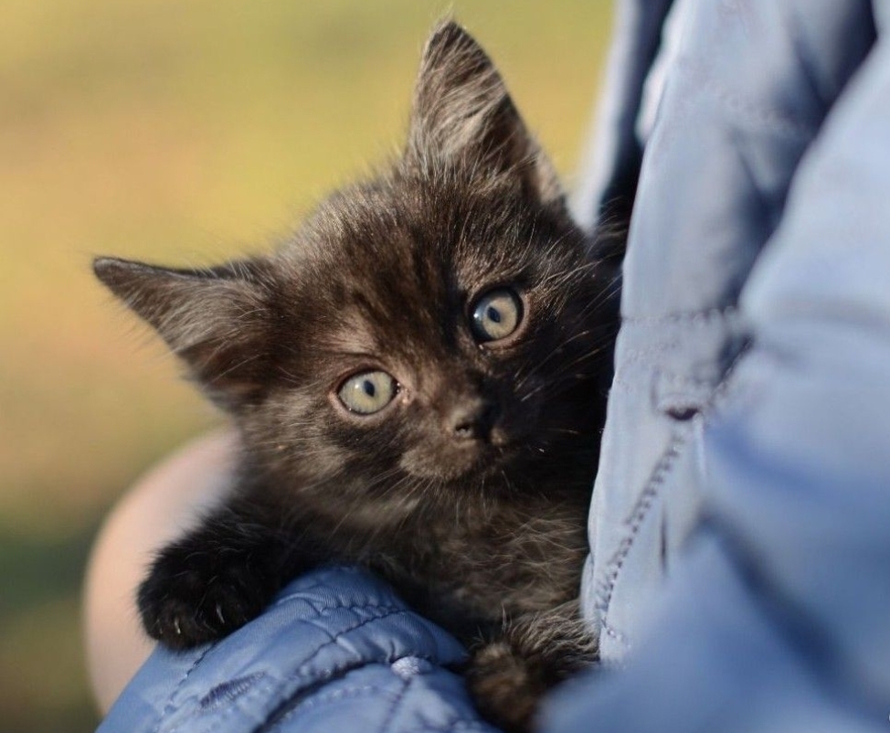 Affectionate, tame kittens, 2 months old. In good hands - My, cat, Kittens, Small cats, Cat lovers, No rating, Longpost, Helping animals, In good hands, Is free, Pets, Animal Rescue, Moscow, Moscow region, Animal shelter