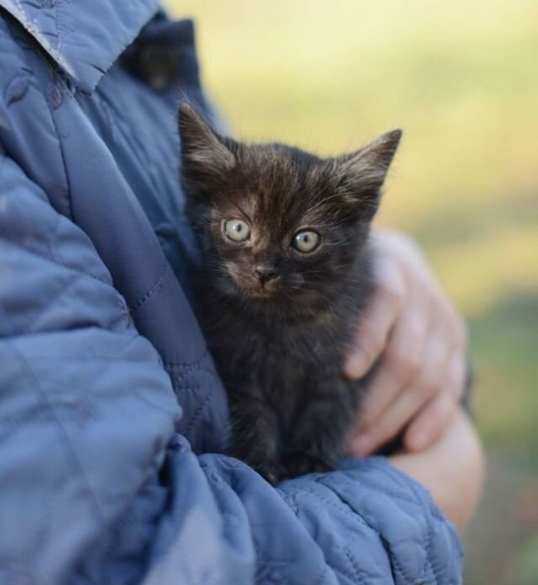 Affectionate, tame kittens, 2 months old. In good hands - My, cat, Kittens, Small cats, Cat lovers, No rating, Longpost, Helping animals, In good hands, Is free, Pets, Animal Rescue, Moscow, Moscow region, Animal shelter