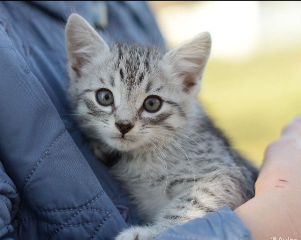 Affectionate, tame kittens, 2 months old. In good hands - My, cat, Kittens, Small cats, Cat lovers, No rating, Longpost, Helping animals, In good hands, Is free, Pets, Animal Rescue, Moscow, Moscow region, Animal shelter