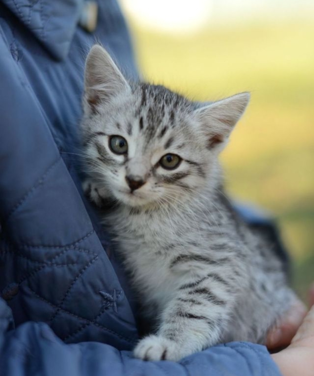 Affectionate, tame kittens, 2 months old. In good hands - My, cat, Kittens, Small cats, Cat lovers, No rating, Longpost, Helping animals, In good hands, Is free, Pets, Animal Rescue, Moscow, Moscow region, Animal shelter