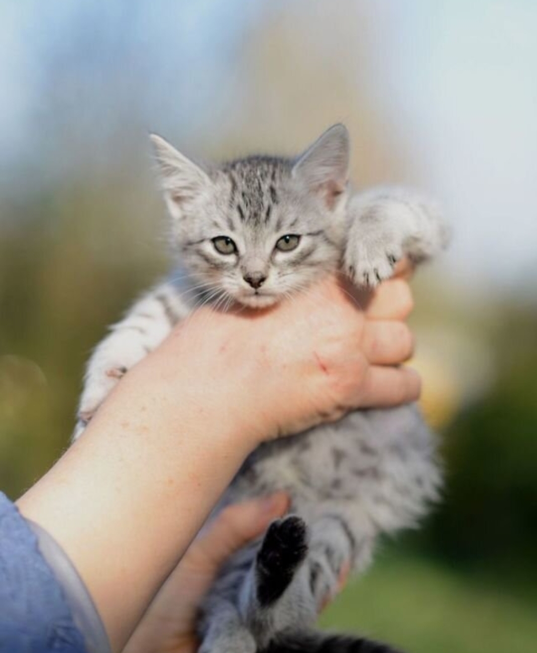 Affectionate, tame kittens, 2 months old. In good hands - My, cat, Kittens, Small cats, Cat lovers, No rating, Longpost, Helping animals, In good hands, Is free, Pets, Animal Rescue, Moscow, Moscow region, Animal shelter