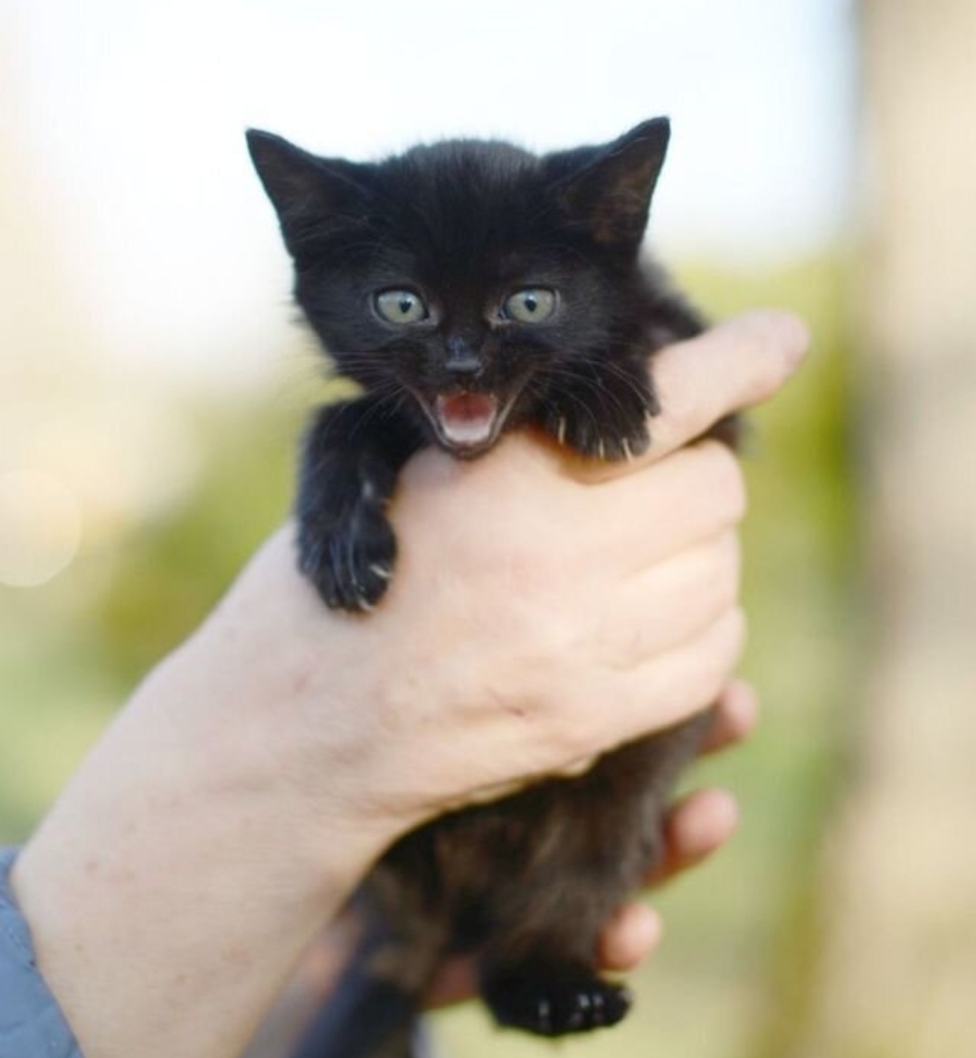 Affectionate, tame kittens, 2 months old. In good hands - My, cat, Kittens, Small cats, Cat lovers, No rating, Longpost, Helping animals, In good hands, Is free, Pets, Animal Rescue, Moscow, Moscow region, Animal shelter