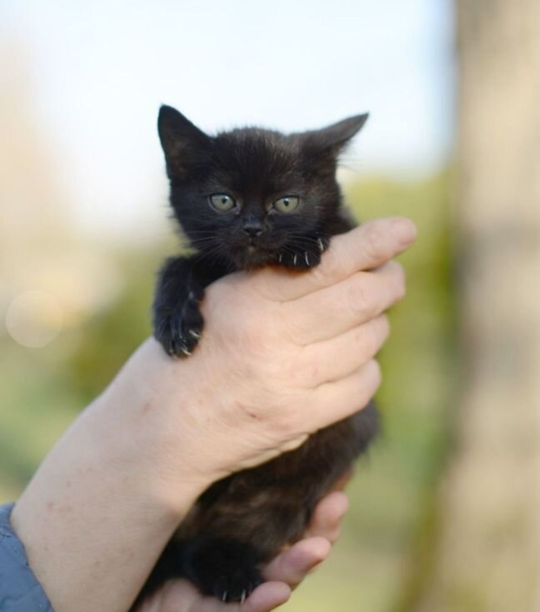 Affectionate, tame kittens, 2 months old. In good hands - My, cat, Kittens, Small cats, Cat lovers, No rating, Longpost, Helping animals, In good hands, Is free, Pets, Animal Rescue, Moscow, Moscow region, Animal shelter