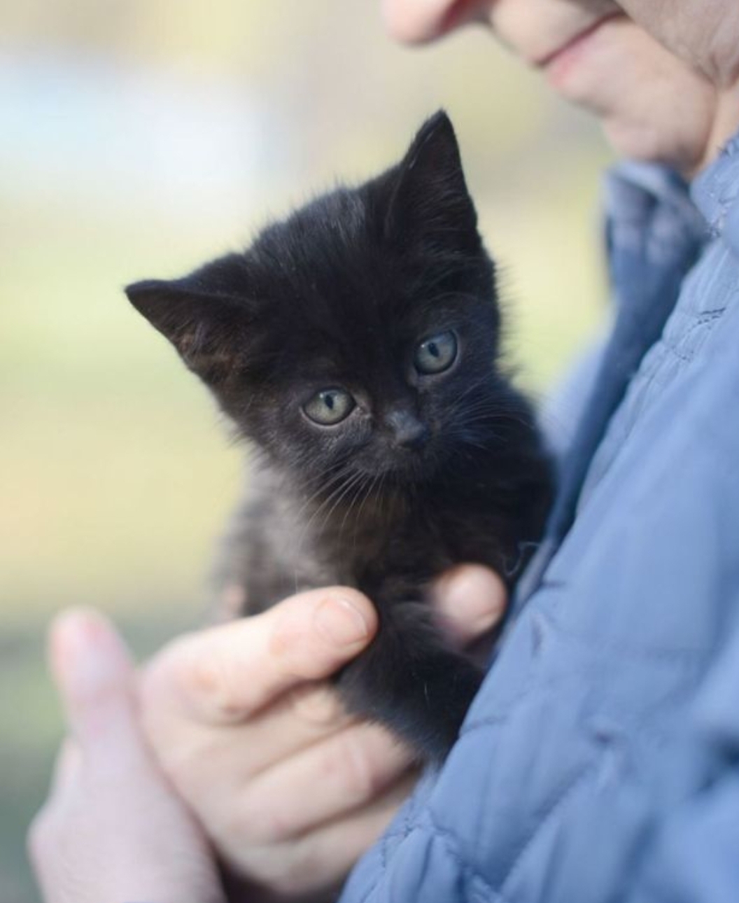 Affectionate, tame kittens, 2 months old. In good hands - My, cat, Kittens, Small cats, Cat lovers, No rating, Longpost, Helping animals, In good hands, Is free, Pets, Animal Rescue, Moscow, Moscow region, Animal shelter